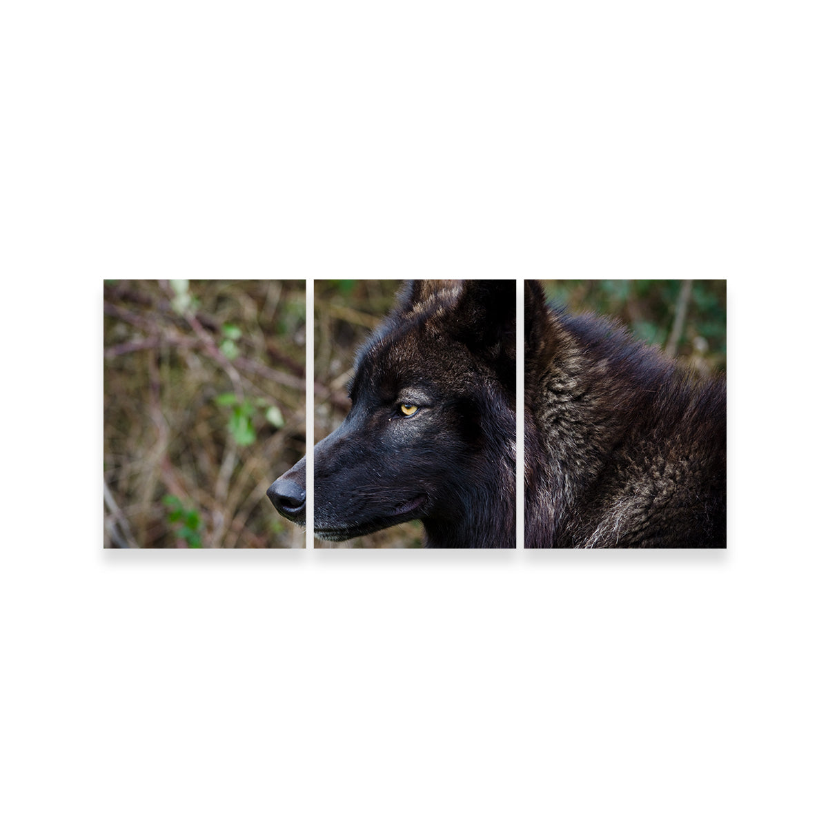 Female Black Wolf Wall Art