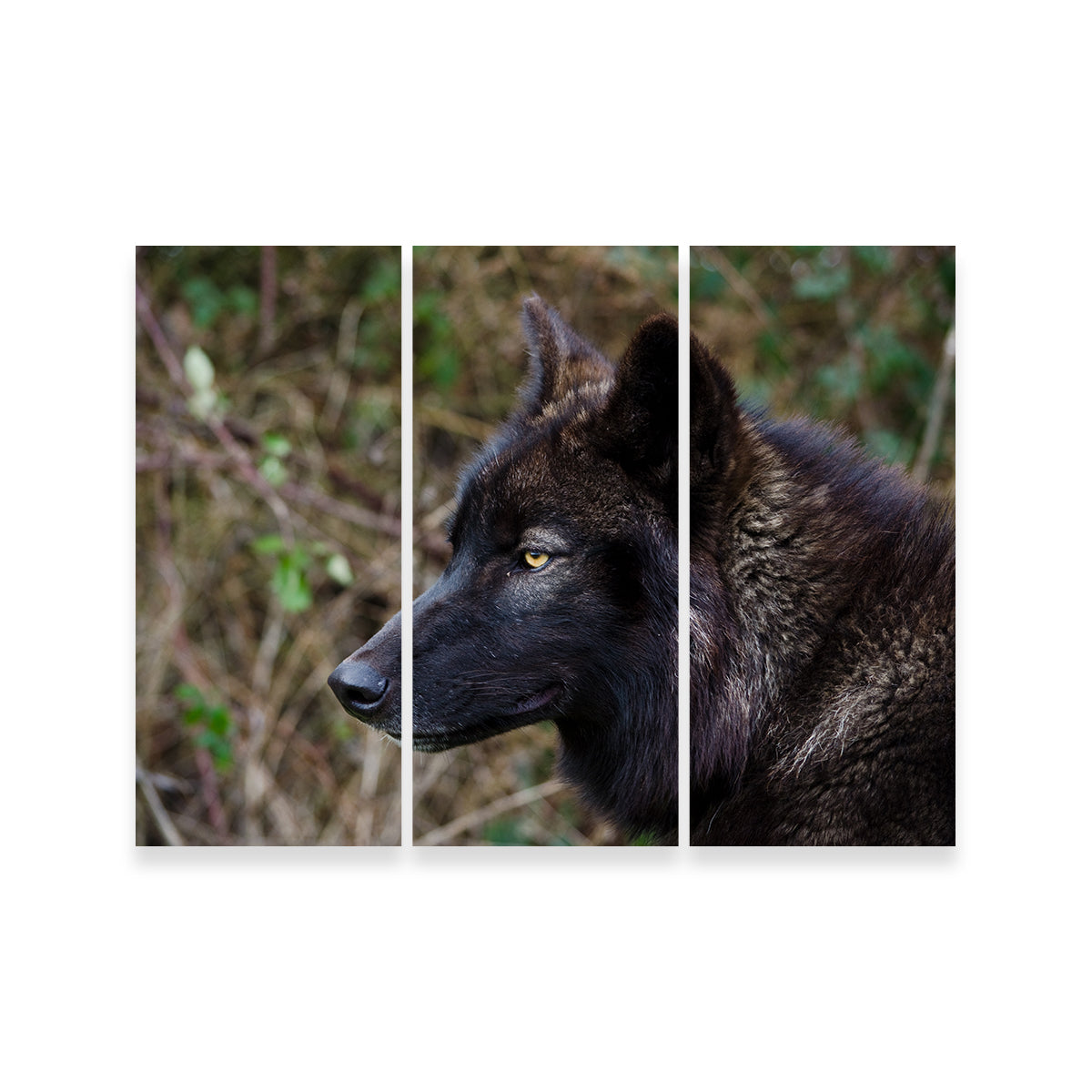 Female Black Wolf Wall Art