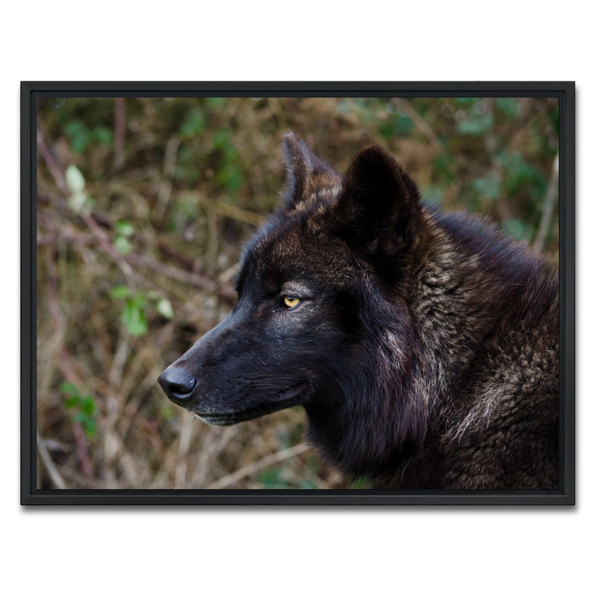 AUTO-MOCKUP WHITE | Female Black Wolf | 1 Piece | Black Framed Canvas | group=4x3
