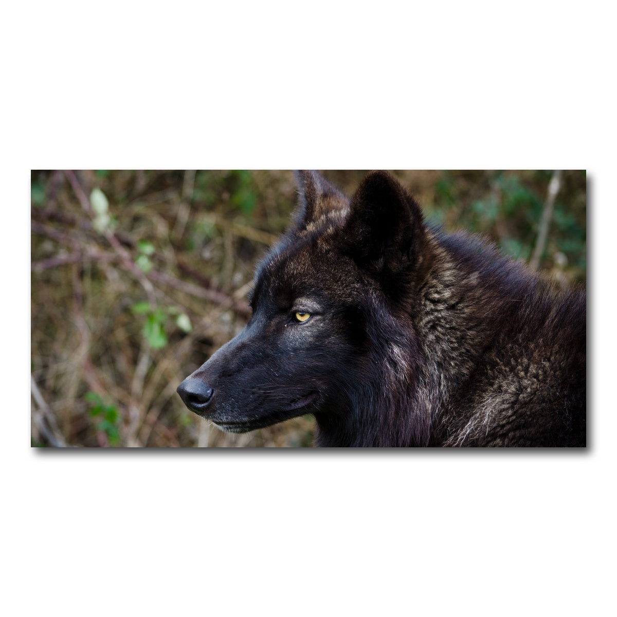 AUTO-MOCKUP WHITE | Female Black Wolf | 1 Piece | Gallery Wrap Canvas | group=2x1