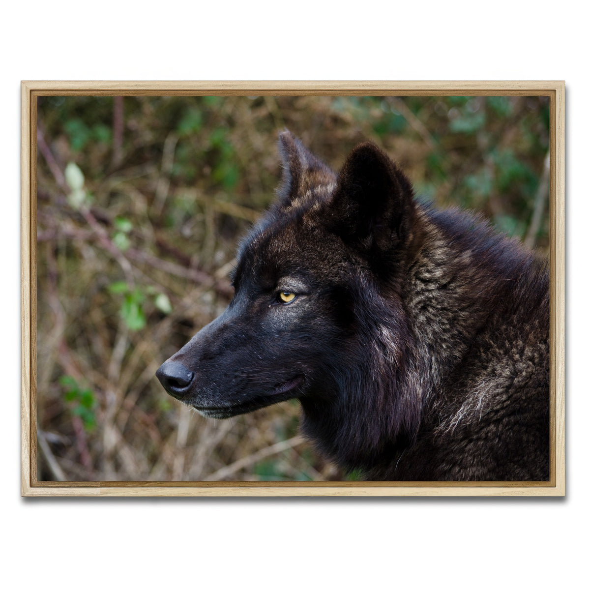 AUTO-MOCKUP WHITE | Female Black Wolf | 1 Piece | Natural Framed Canvas | group=4x3