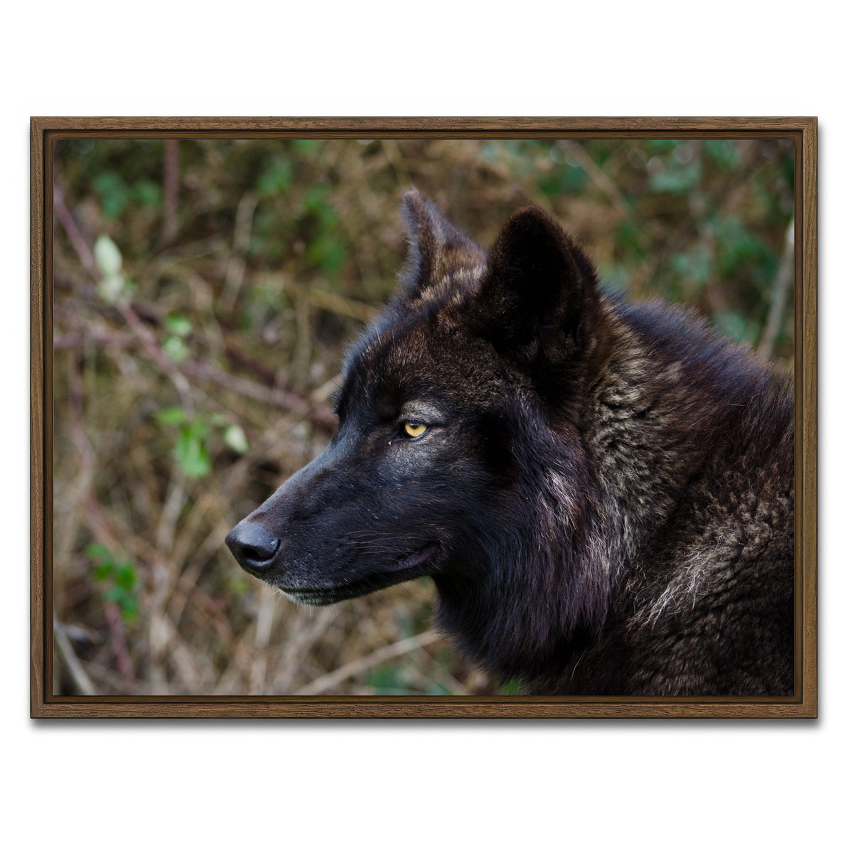 AUTO-MOCKUP WHITE | Female Black Wolf | 1 Piece | Walnut Framed Canvas | group=4x3