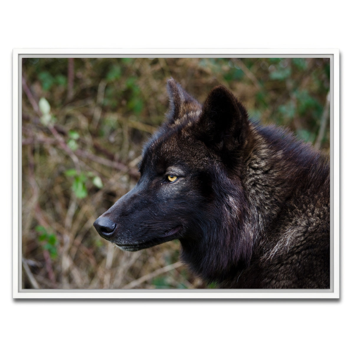 AUTO-MOCKUP WHITE | Female Black Wolf | 1 Piece | White Framed Canvas | group=4x3