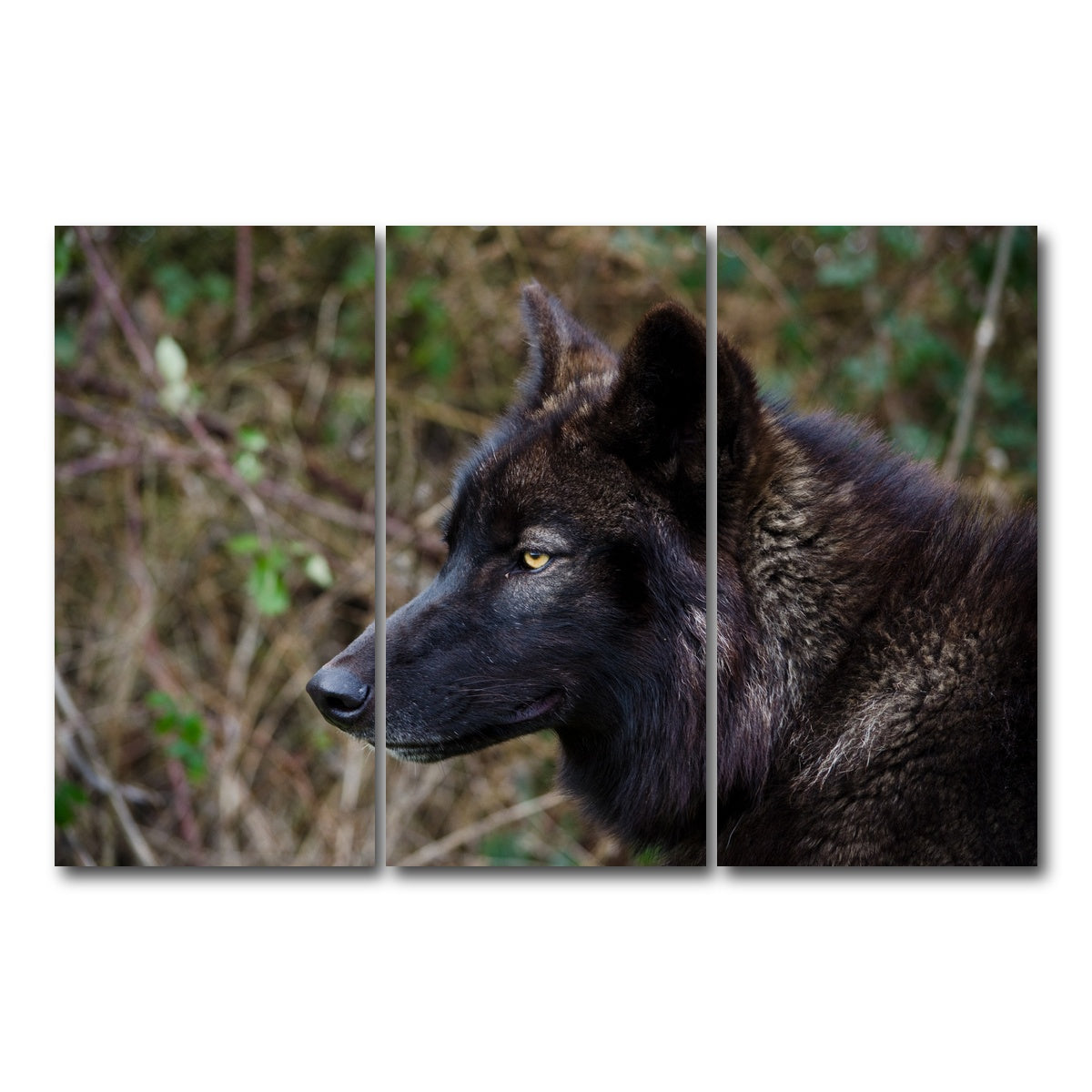 AUTO-MOCKUP WHITE | Female Black Wolf | 3 Piece | Gallery Wrap Canvas | group=12x24