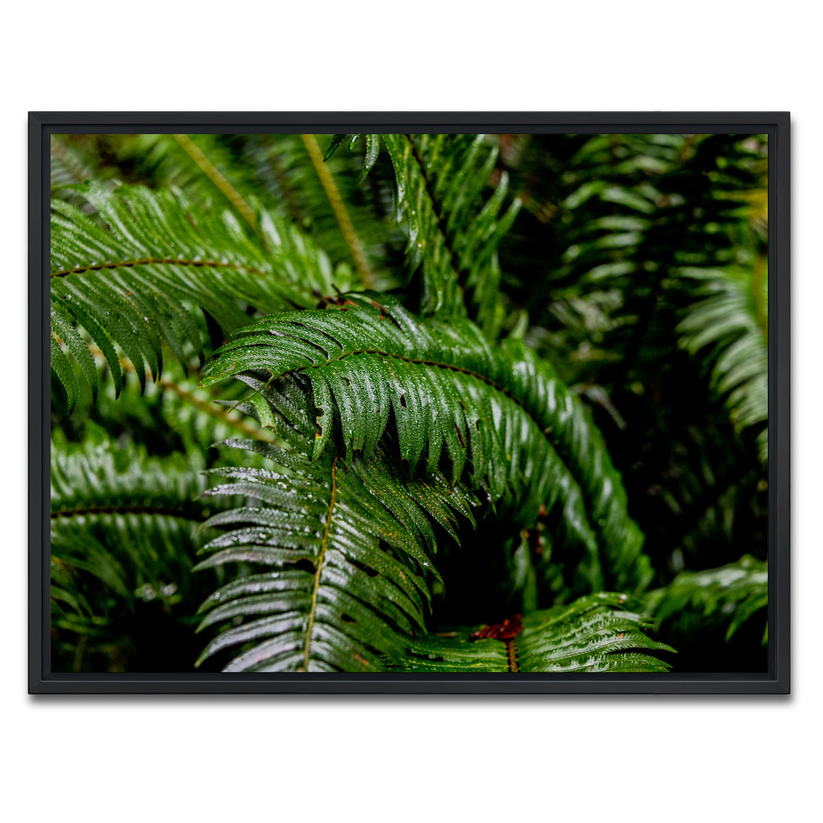 AUTO-MOCKUP WHITE | Ferns | 1 Piece | Black Framed Canvas | group=4x3