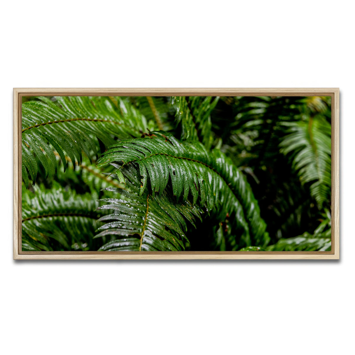 AUTO-MOCKUP WHITE | Ferns | 1 Piece | Natural Framed Canvas | group=2x1