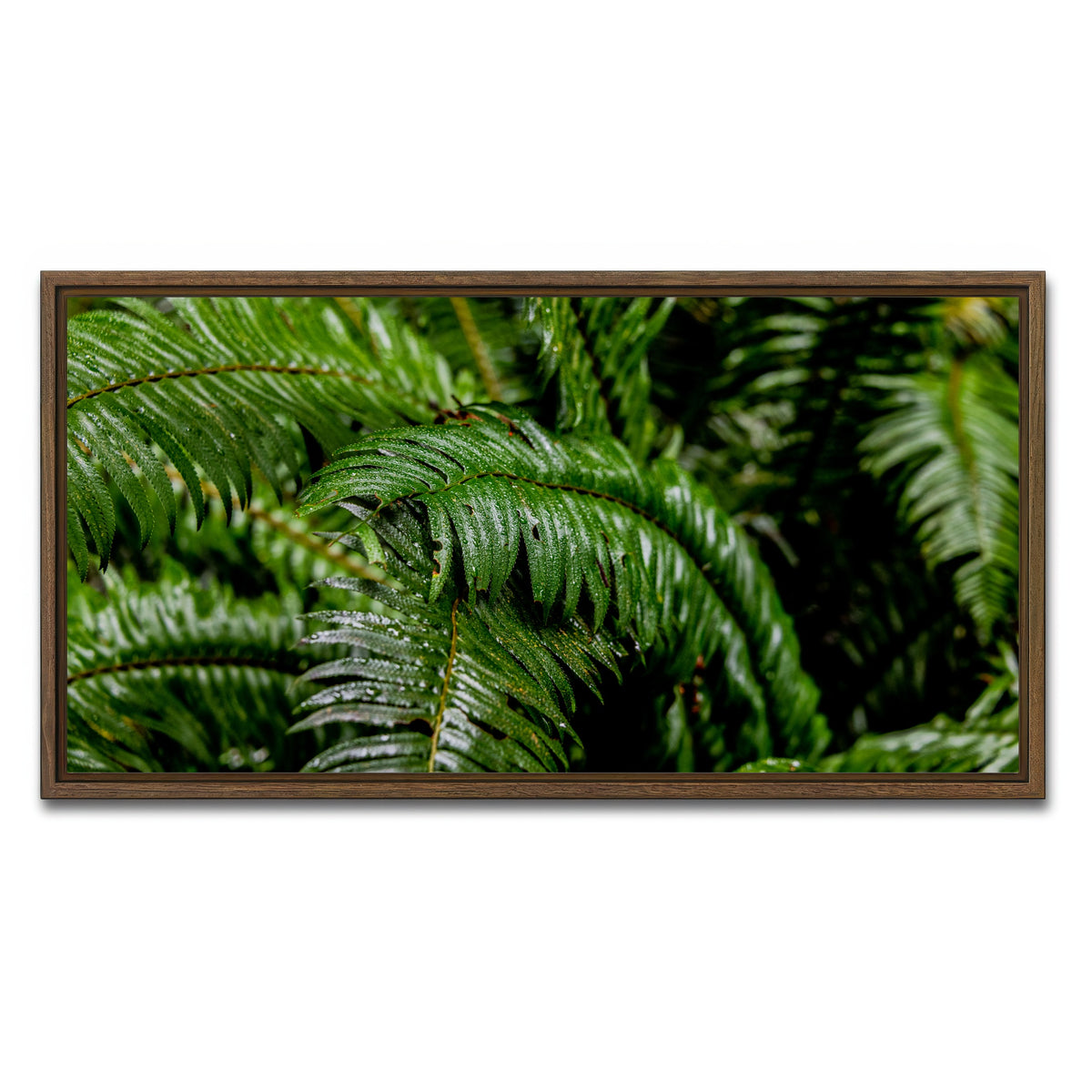 AUTO-MOCKUP WHITE | Ferns | 1 Piece | Walnut Framed Canvas | group=2x1