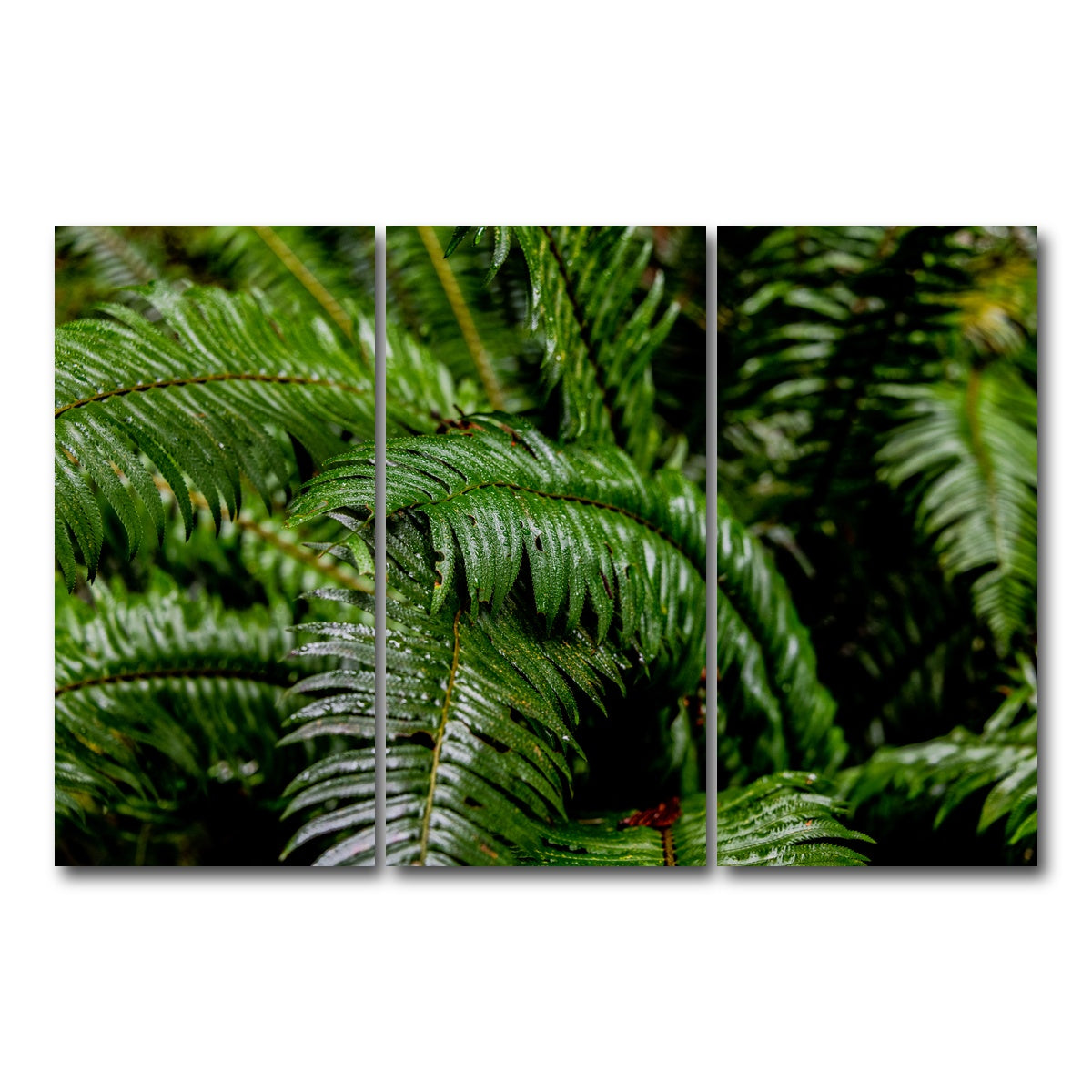AUTO-MOCKUP WHITE | Ferns | 3 Piece | Gallery Wrap Canvas | group=12x24