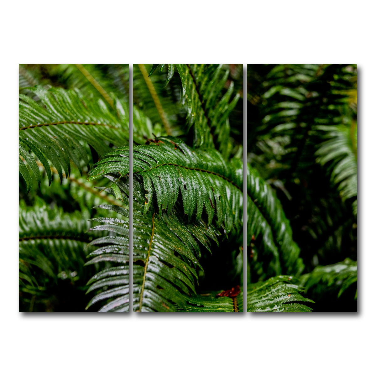 AUTO-MOCKUP WHITE | Ferns | 3 Piece | Gallery Wrap Canvas | group=8x18