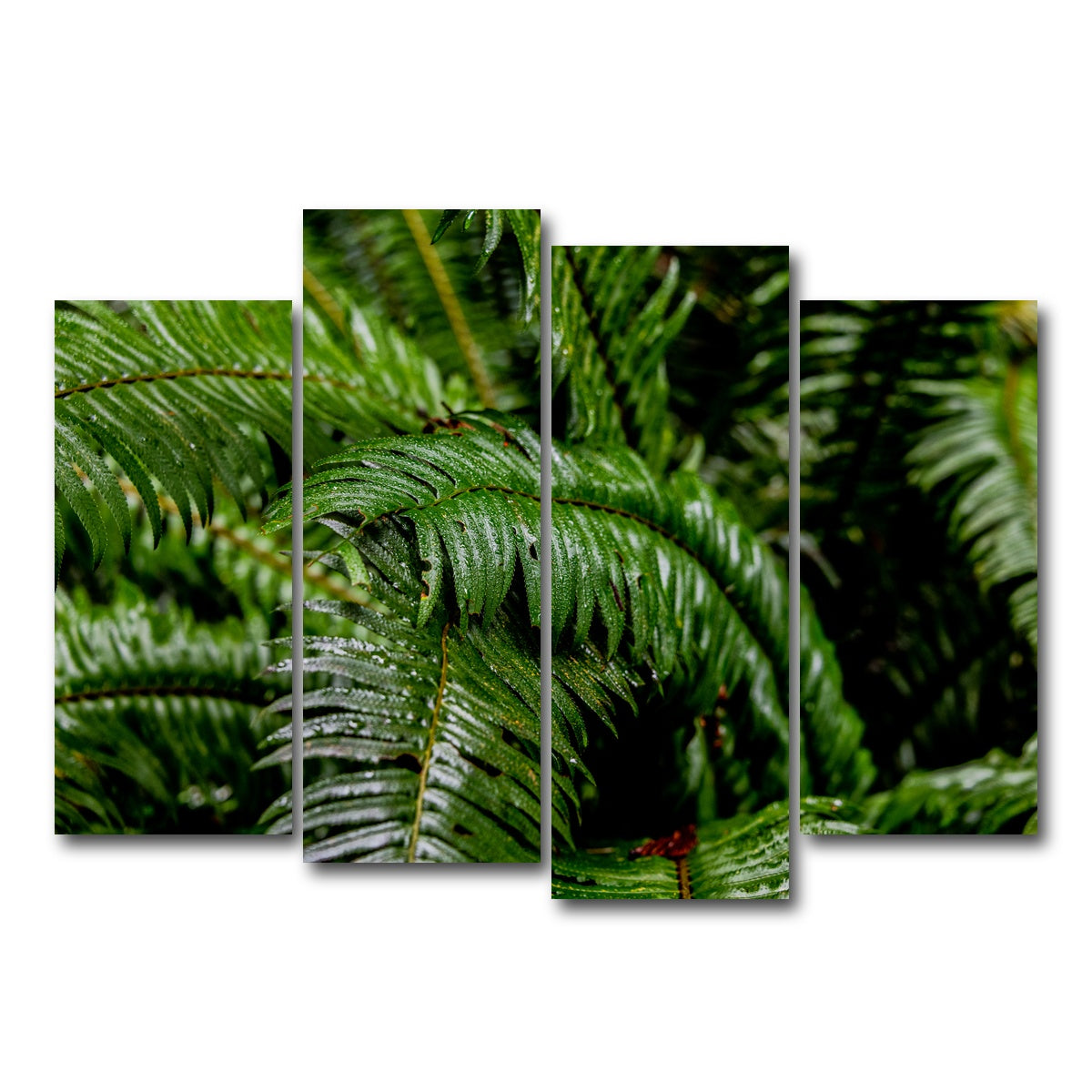 AUTO-MOCKUP WHITE | Ferns | 4 Piece | Gallery Wrap Canvas | group=4_normal