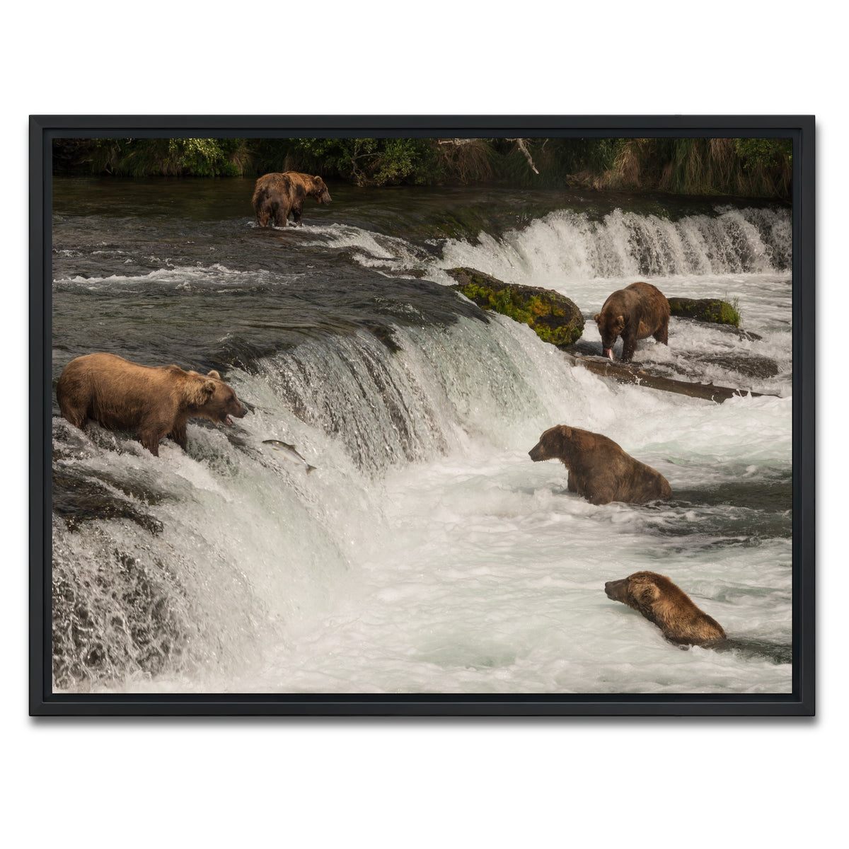 AUTO-MOCKUP WHITE | Five bears salmon fishing | 1 Piece | Black Framed Canvas | group=4x3