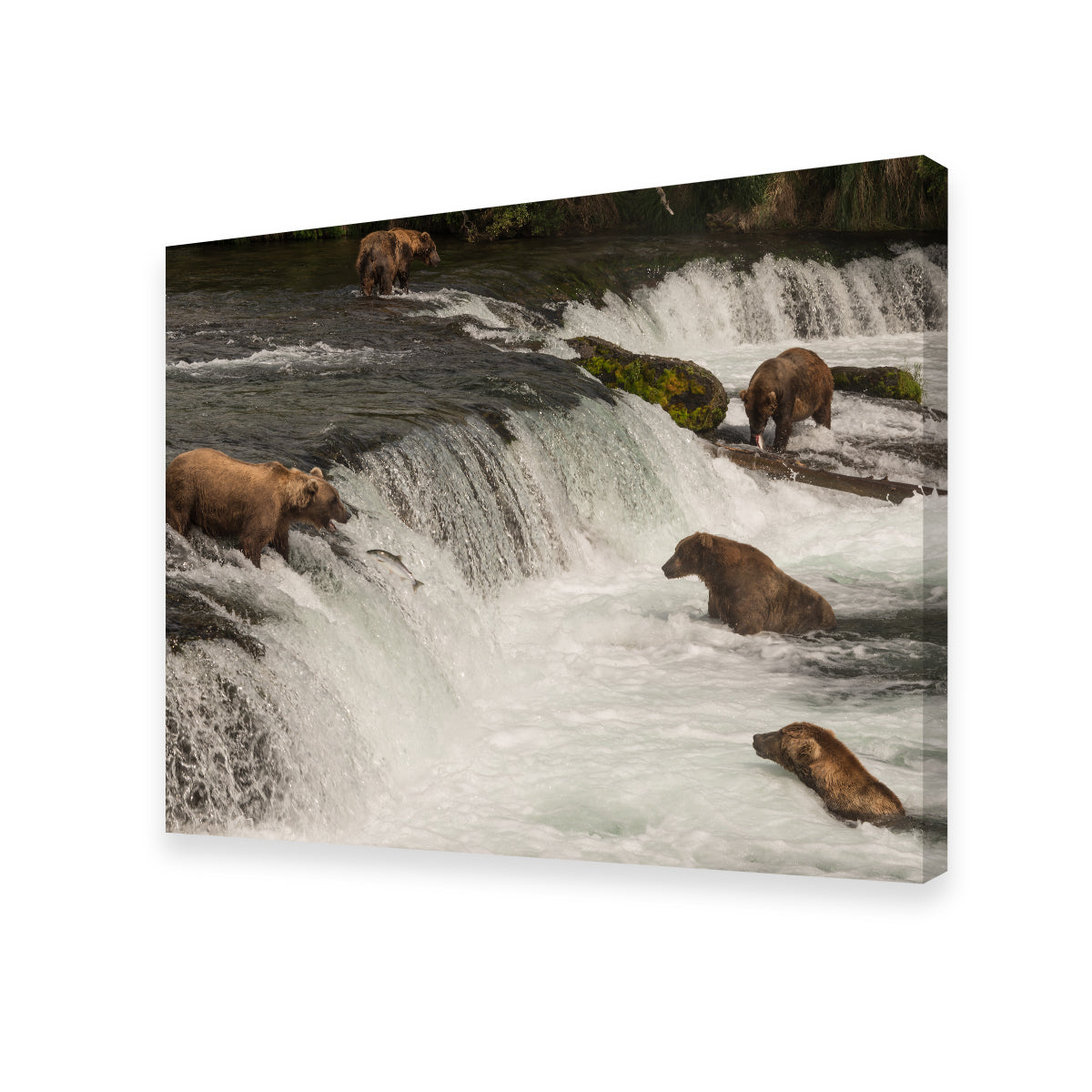 Five Bears Salmon Fishing Wall Art