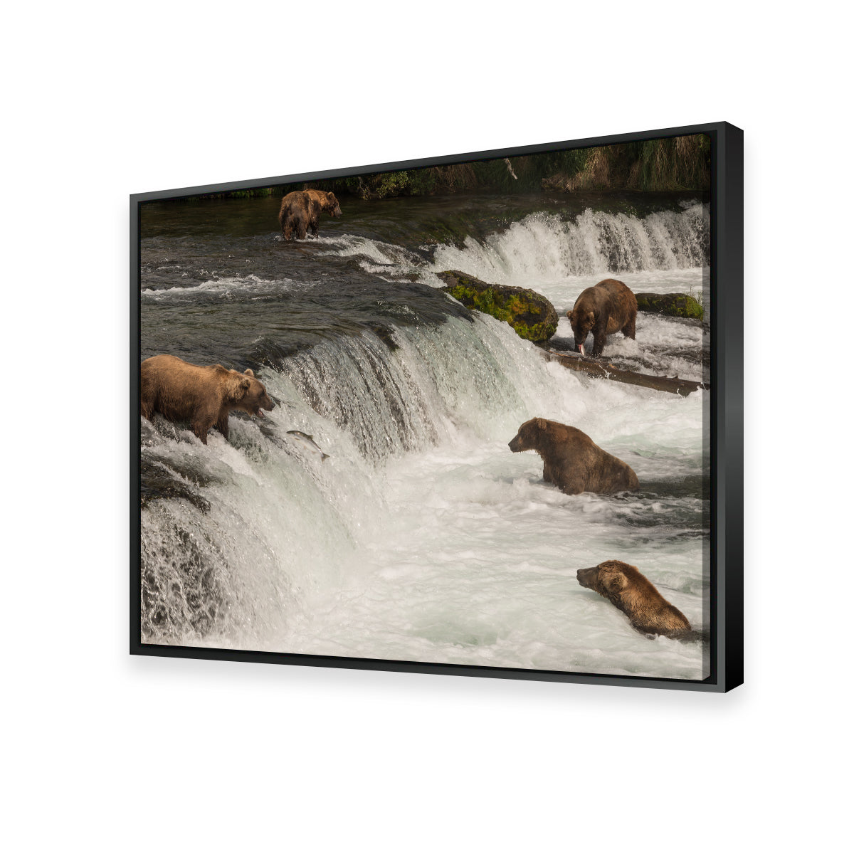 Five Bears Salmon Fishing Wall Art