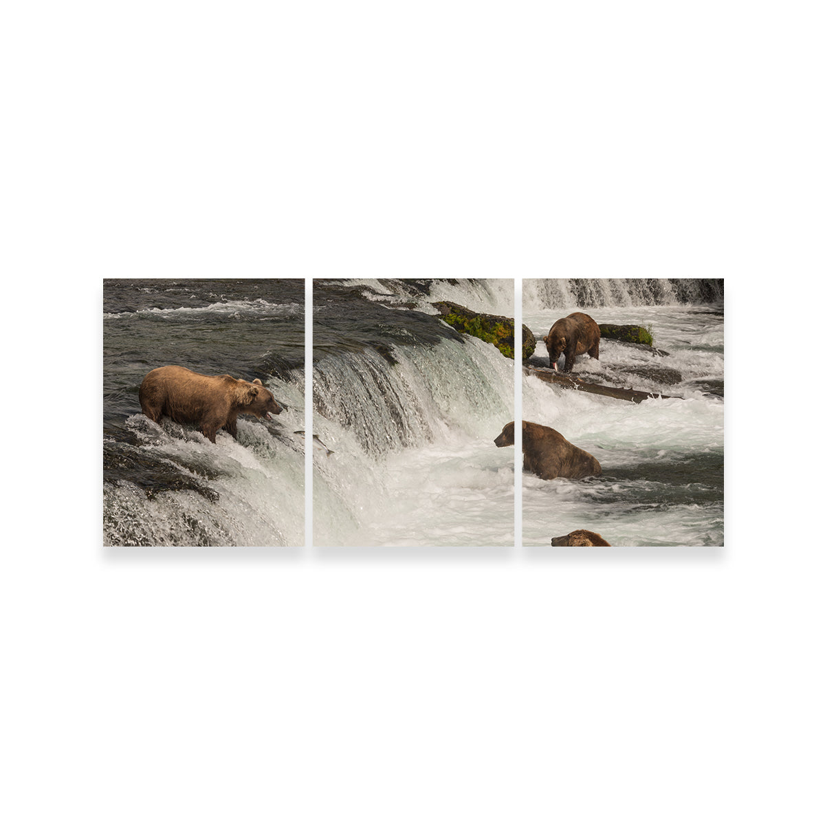 Five Bears Salmon Fishing Wall Art