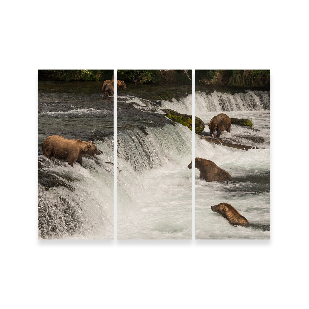 Five Bears Salmon Fishing Wall Art