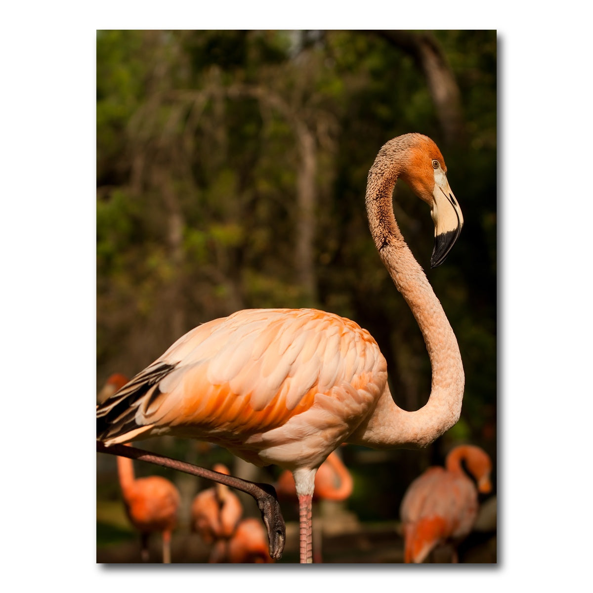 AUTO-MOCKUP WHITE | Flamingo acrobat | 1 Piece | Gallery Wrap Canvas | group=3x4