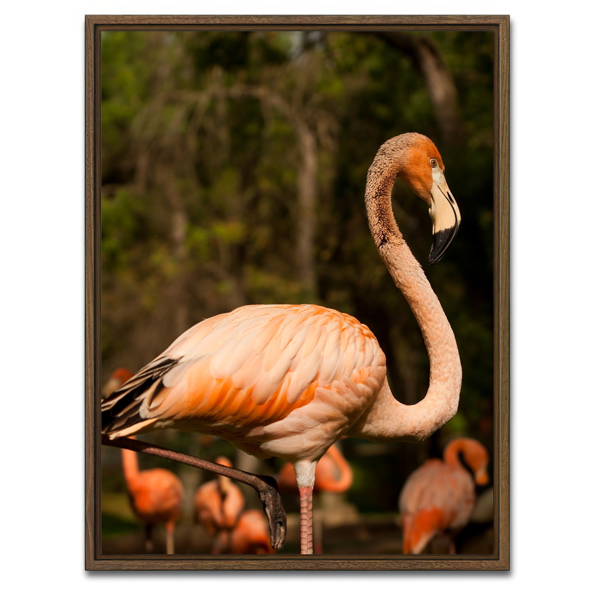 AUTO-MOCKUP WHITE | Flamingo acrobat | 1 Piece | Walnut Framed Canvas | group=3x4