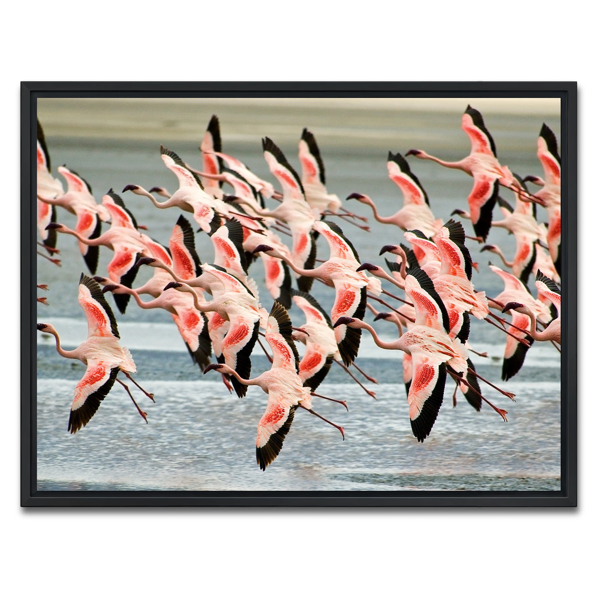 AUTO-MOCKUP WHITE | Flamingo's in Tanzania | 1 Piece | Black Framed Canvas | group=4x3