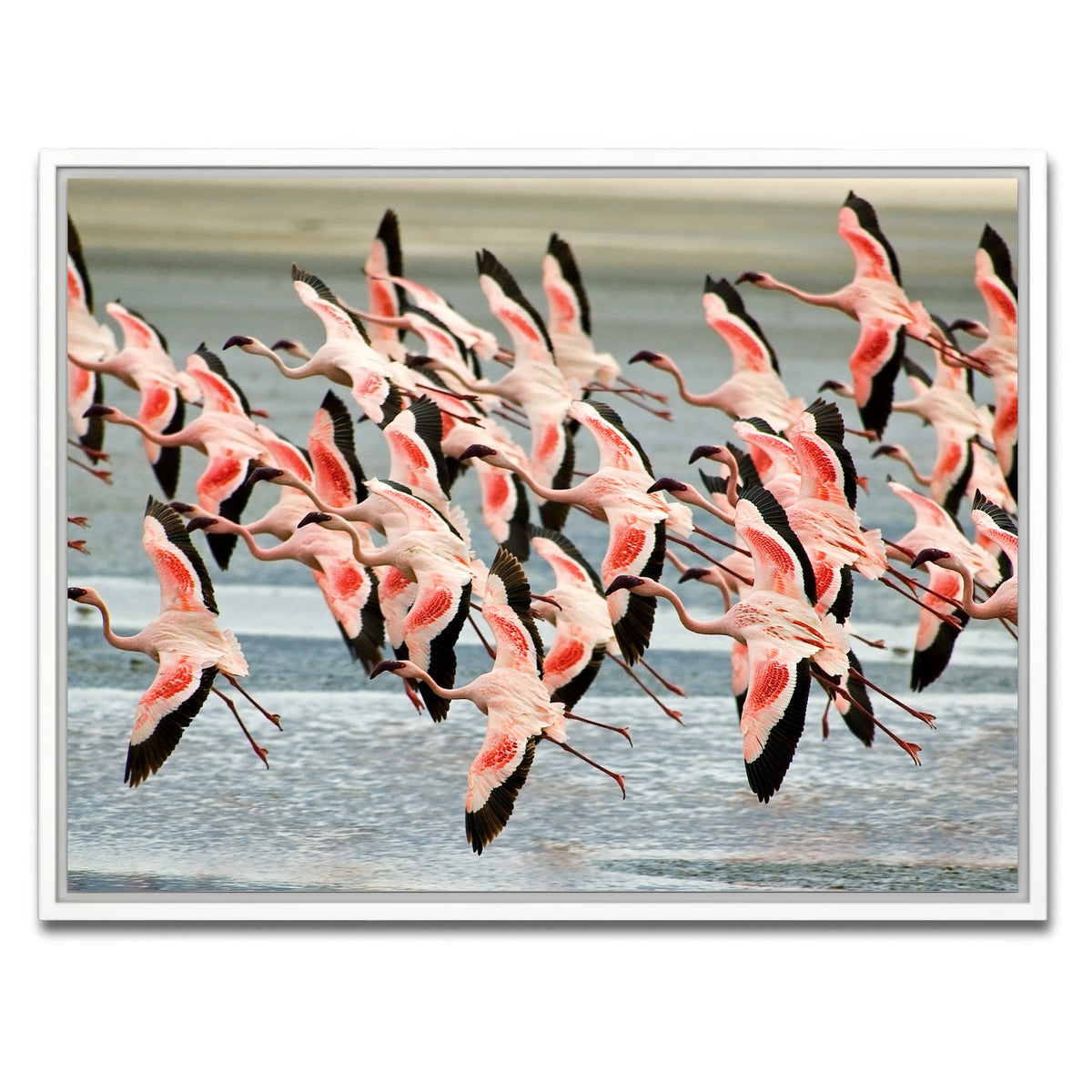 AUTO-MOCKUP WHITE | Flamingo's in Tanzania | 1 Piece | White Framed Canvas | group=4x3