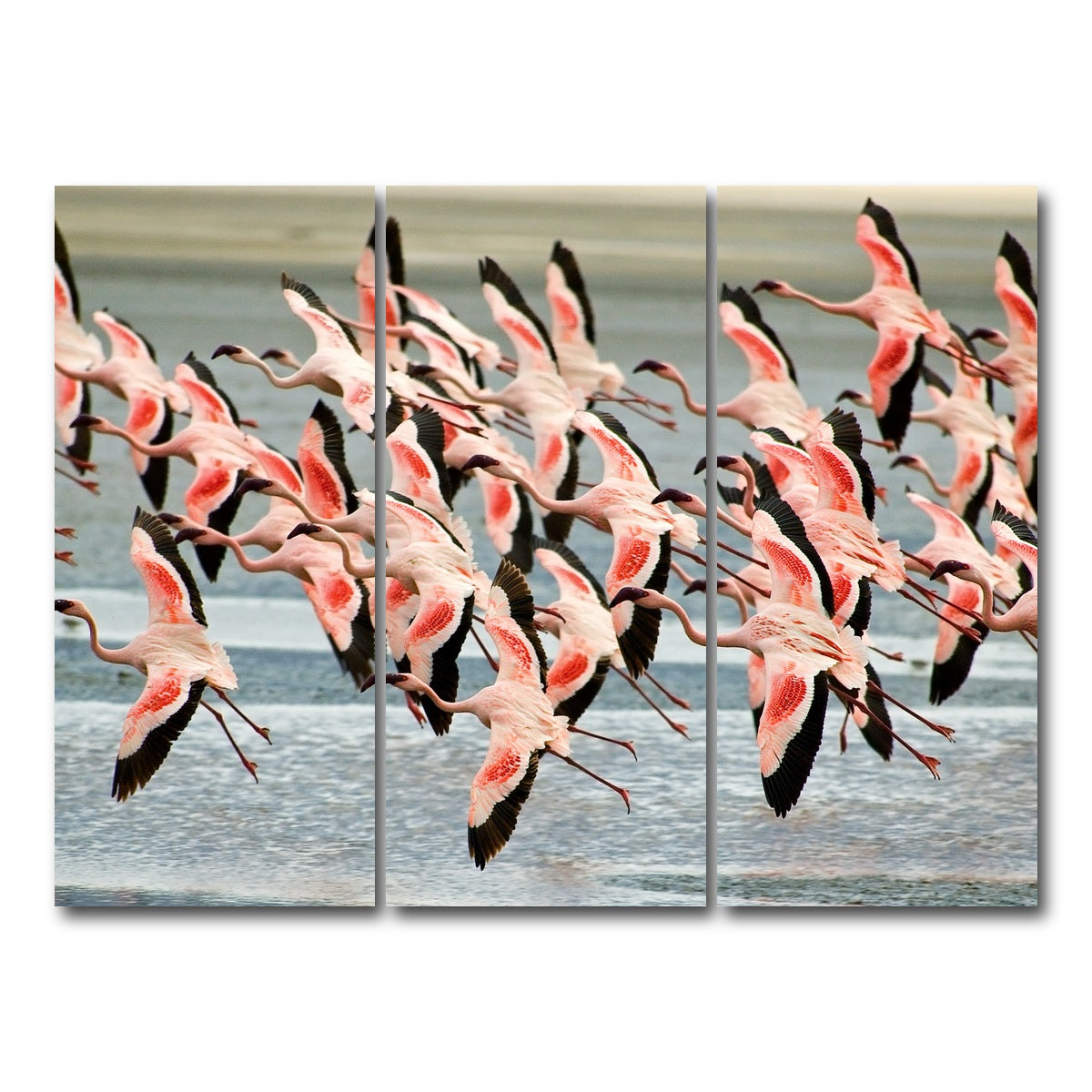 AUTO-MOCKUP WHITE | Flamingo's in Tanzania | 3 Piece | Gallery Wrap Canvas | group=8x18