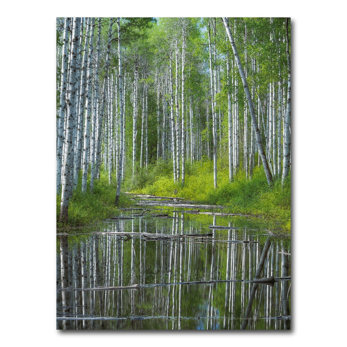 AUTO-MOCKUP WHITE | Flooded Grove | 1 Piece | Gallery Wrap Canvas | group=3x4