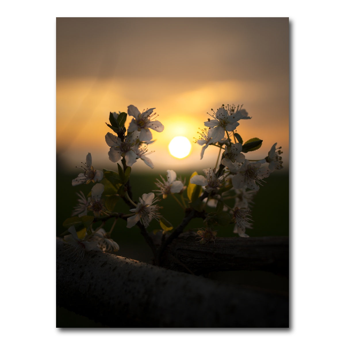 AUTO-MOCKUP WHITE | Floral Sunset | 1 Piece | Gallery Wrap Canvas | group=3x4
