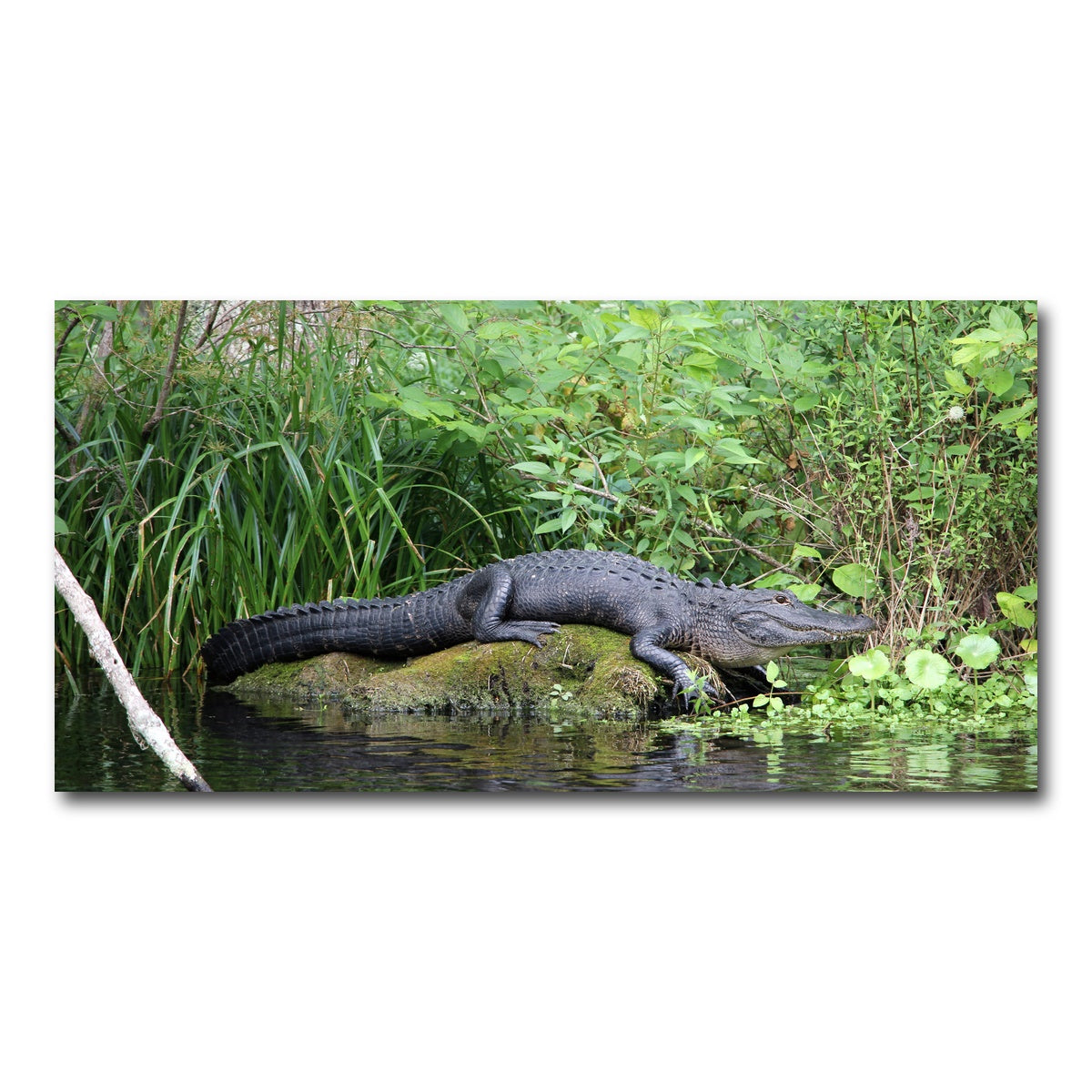 AUTO-MOCKUP WHITE | Florida Alligator - Silver Springs State Park | 1 Piece | Gallery Wrap Canvas | group=2x1