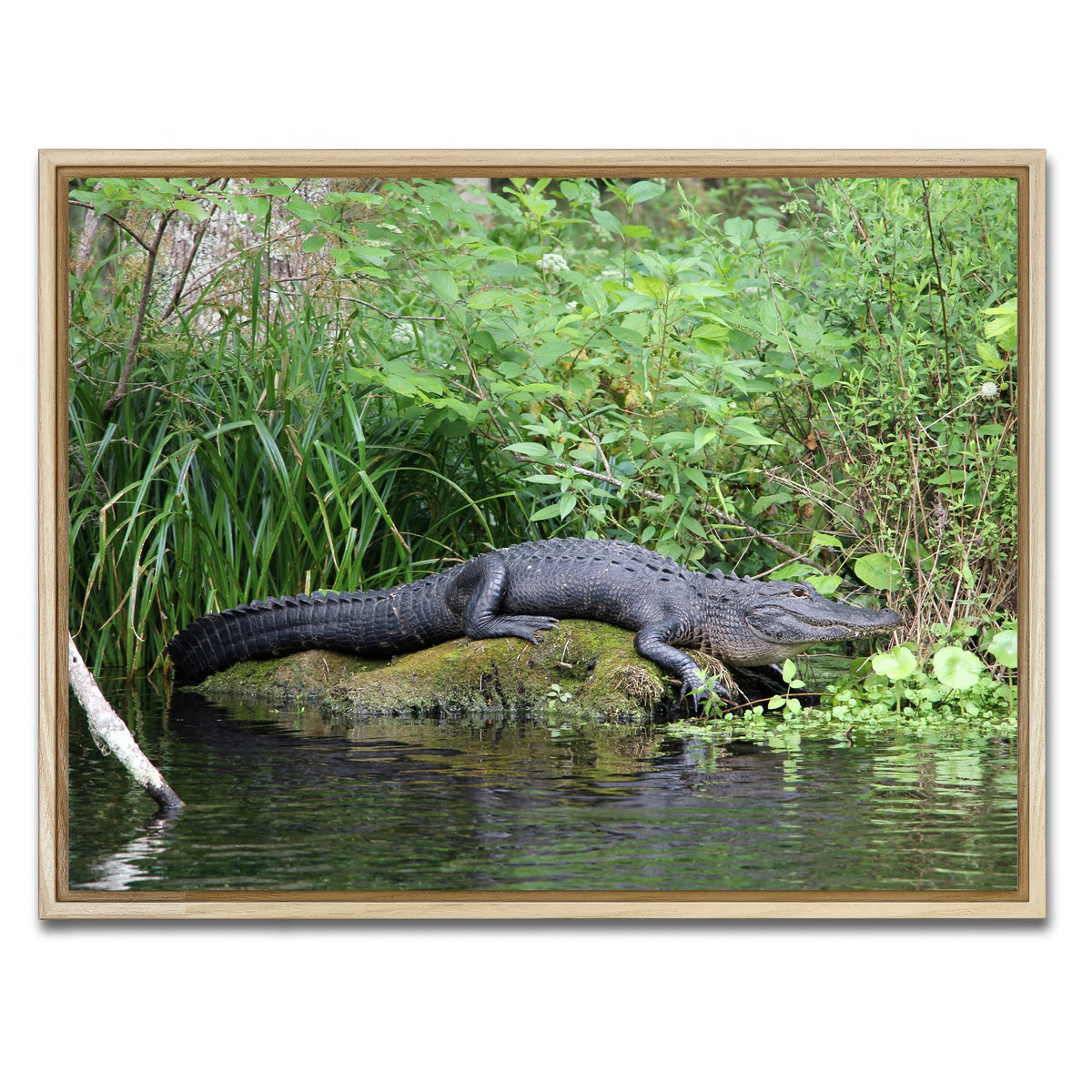 AUTO-MOCKUP WHITE | Florida Alligator - Silver Springs State Park | 1 Piece | Natural Framed Canvas | group=4x3