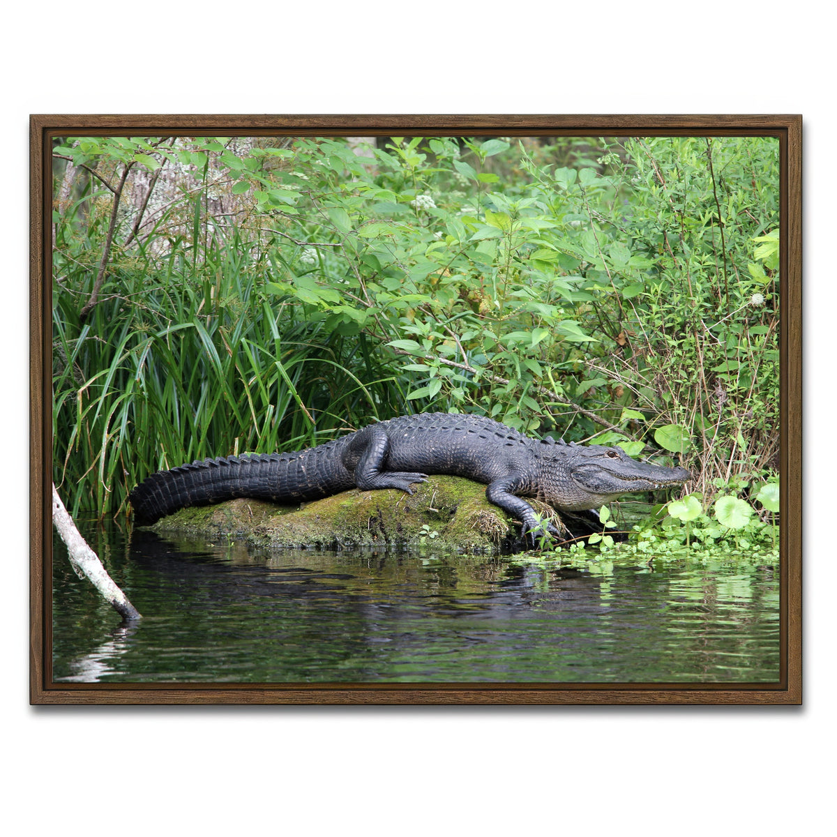 AUTO-MOCKUP WHITE | Florida Alligator - Silver Springs State Park | 1 Piece | Walnut Framed Canvas | group=4x3