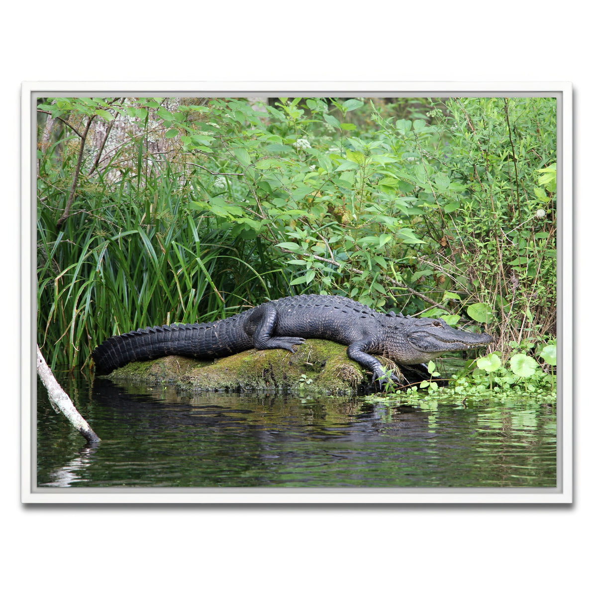 AUTO-MOCKUP WHITE | Florida Alligator - Silver Springs State Park | 1 Piece | White Framed Canvas | group=4x3