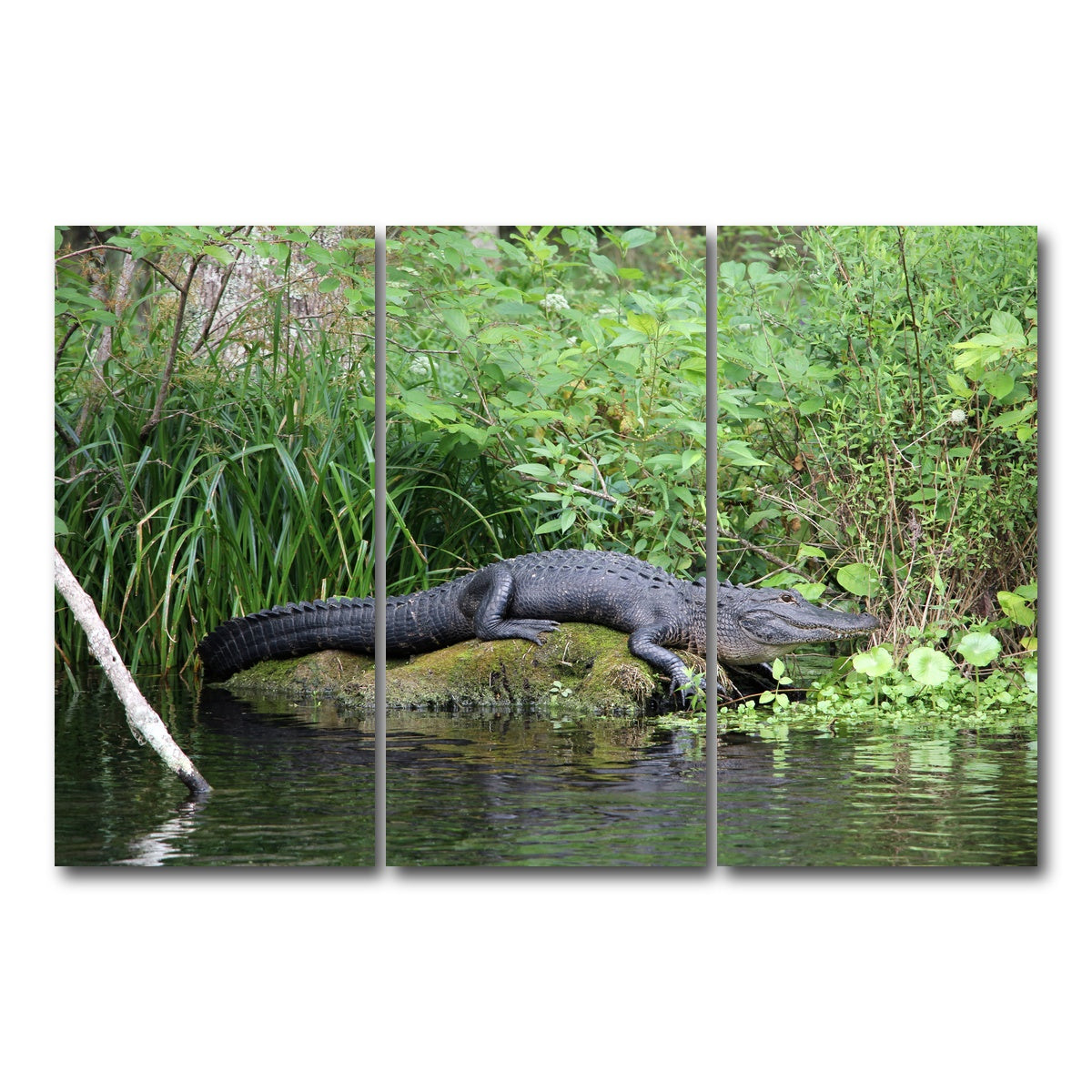 AUTO-MOCKUP WHITE | Florida Alligator - Silver Springs State Park | 3 Piece | Gallery Wrap Canvas | group=12x24