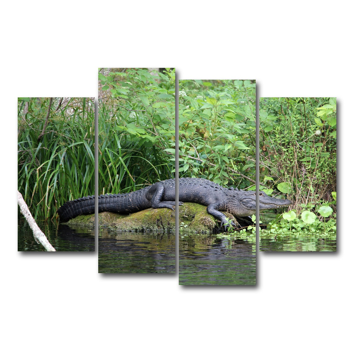 AUTO-MOCKUP WHITE | Florida Alligator - Silver Springs State Park | 4 Piece | Gallery Wrap Canvas | group=4_short