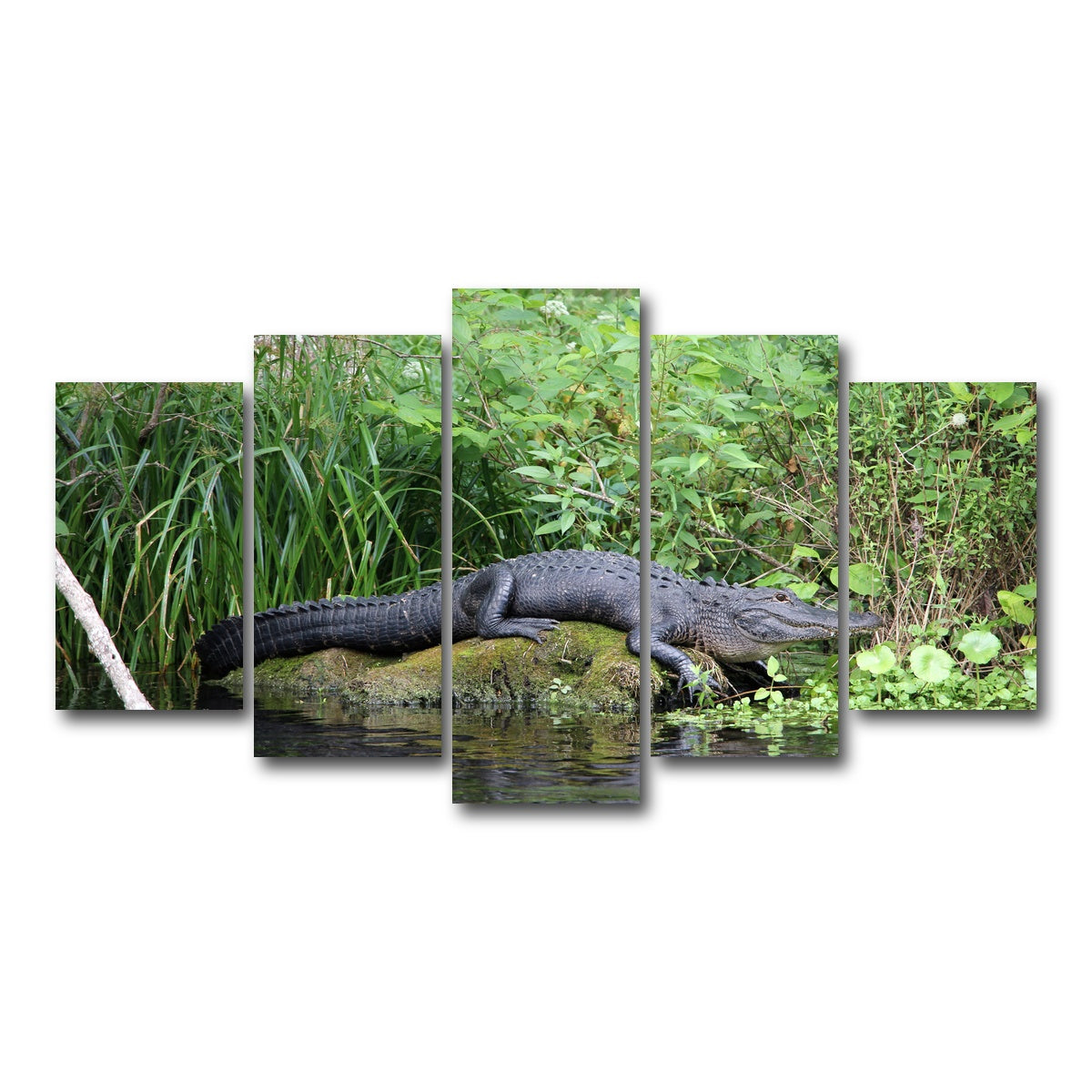 AUTO-MOCKUP WHITE | Florida Alligator - Silver Springs State Park | 5 Piece | Gallery Wrap Canvas | group=5_normal