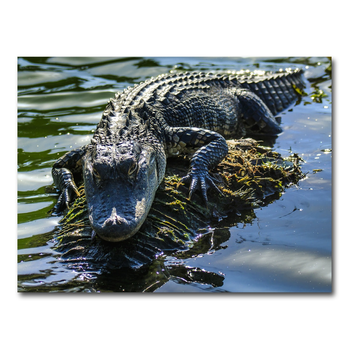AUTO-MOCKUP WHITE | Florida Alligator | 1 Piece | Gallery Wrap Canvas | group=4x3