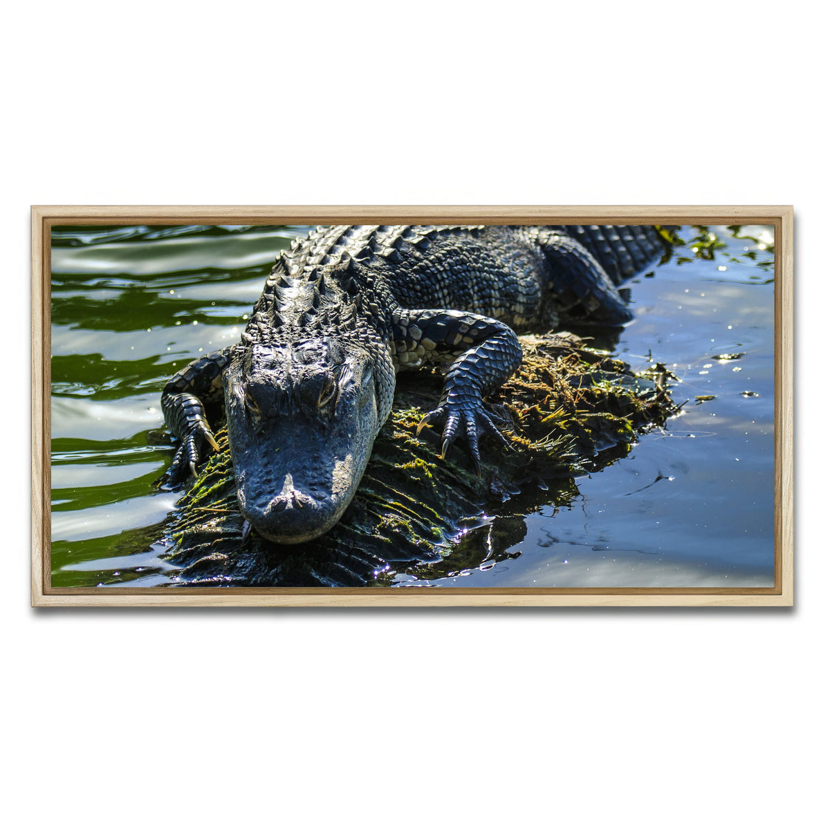 AUTO-MOCKUP WHITE | Florida Alligator | 1 Piece | Natural Framed Canvas | group=2x1