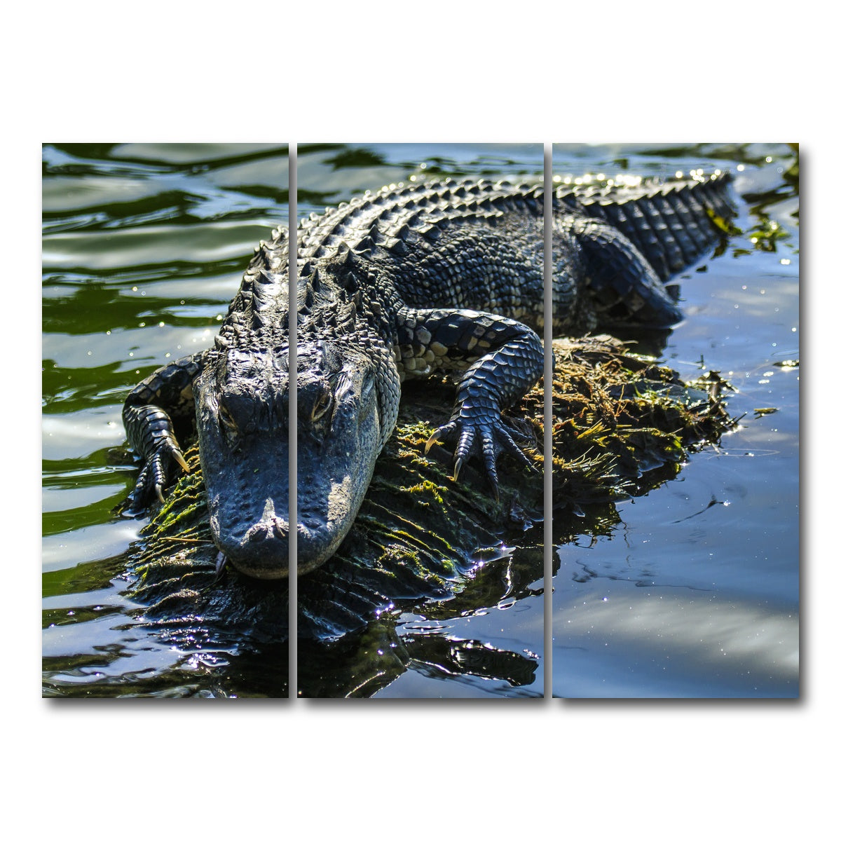 AUTO-MOCKUP WHITE | Florida Alligator | 3 Piece | Gallery Wrap Canvas | group=8x18