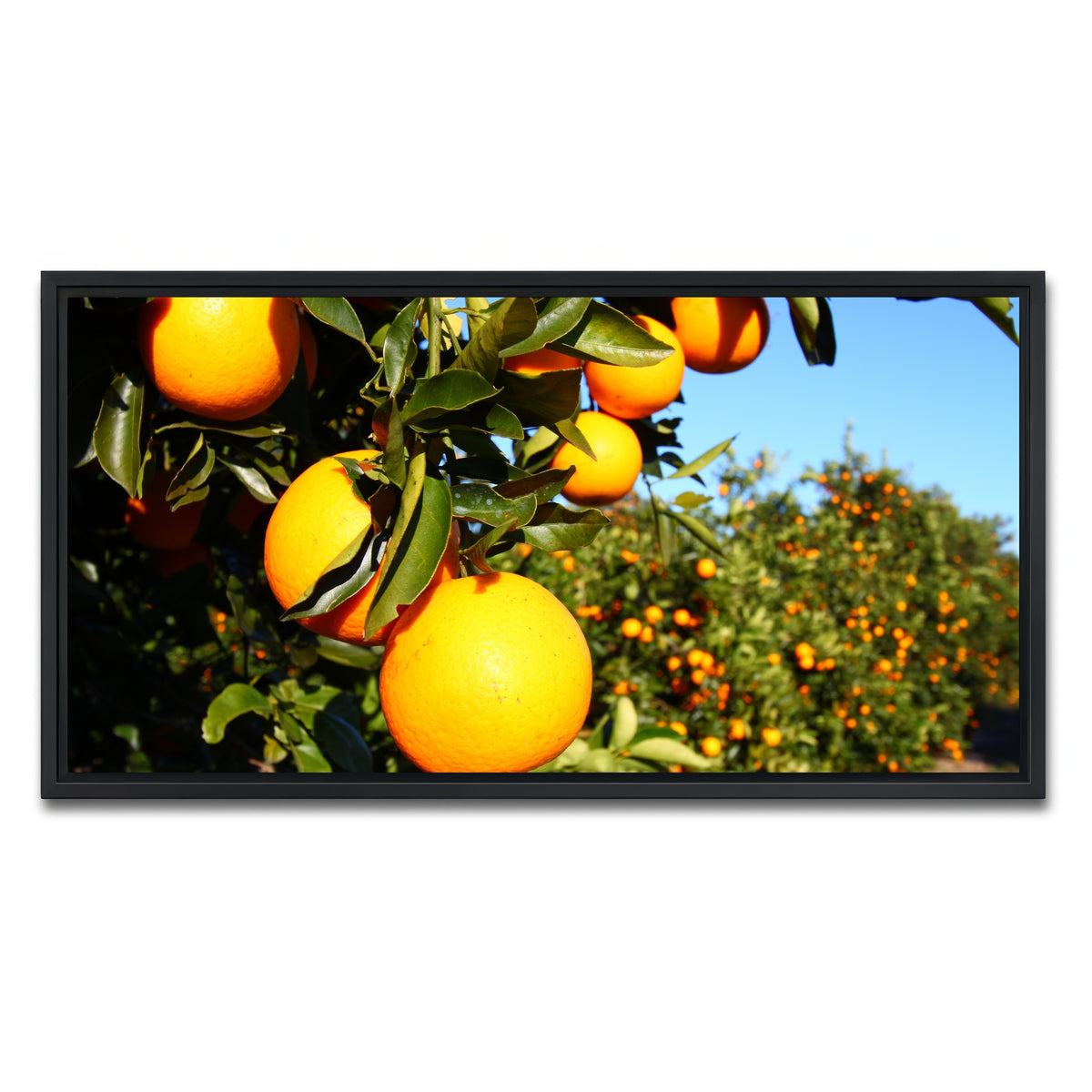 AUTO-MOCKUP WHITE | Florida Oranges | 1 Piece | Black Framed Canvas | group=2x1