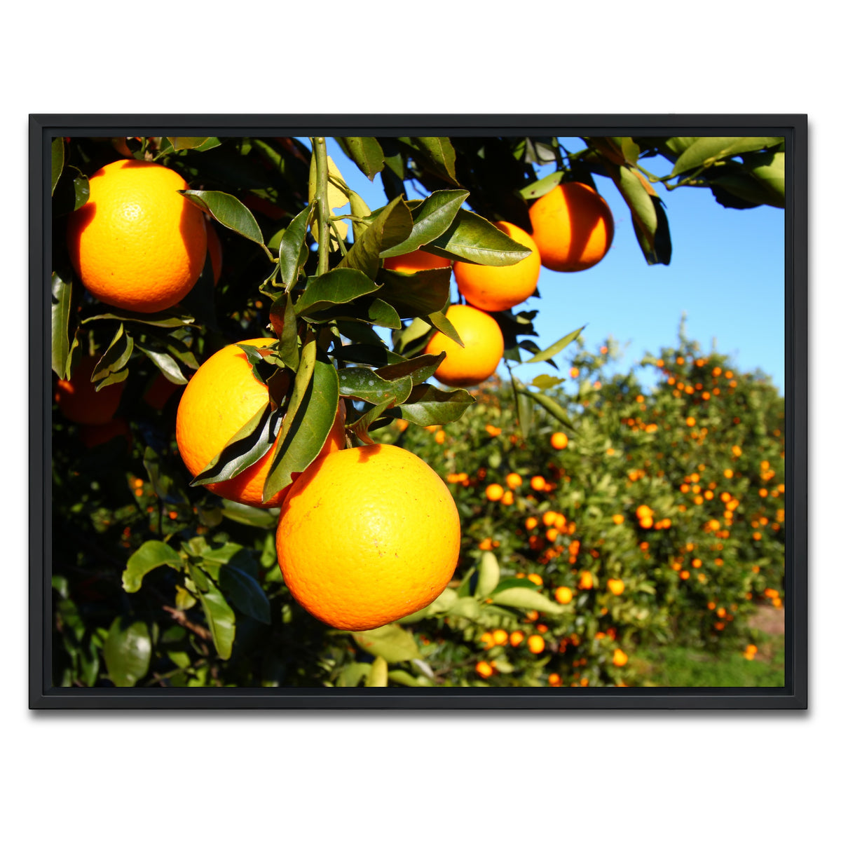 AUTO-MOCKUP WHITE | Florida Oranges | 1 Piece | Black Framed Canvas | group=4x3