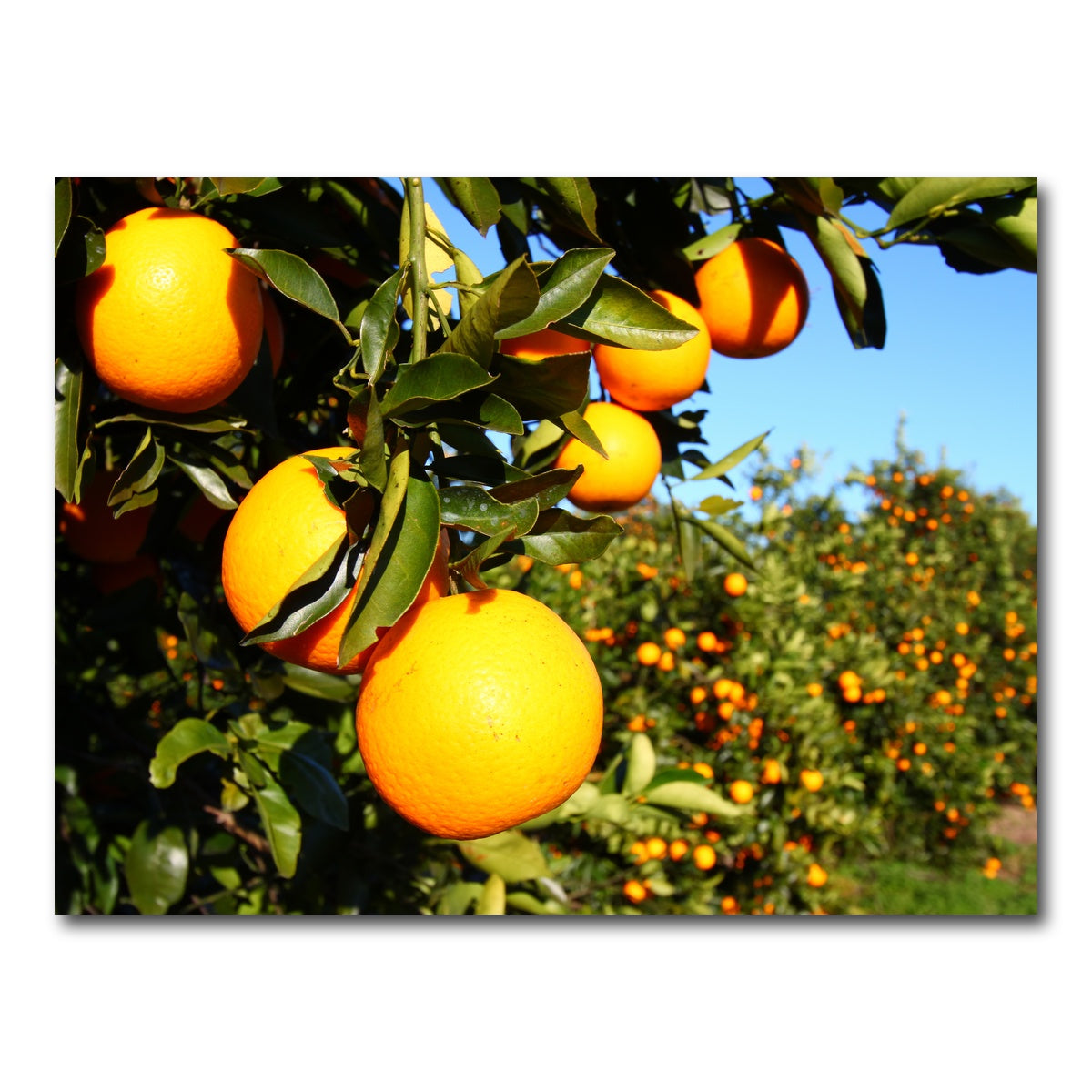 AUTO-MOCKUP WHITE | Florida Oranges | 1 Piece | Gallery Wrap Canvas | group=4x3