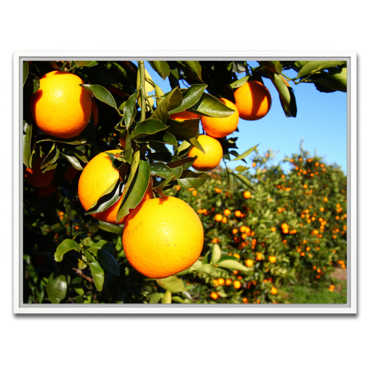 AUTO-MOCKUP WHITE | Florida Oranges | 1 Piece | White Framed Canvas | group=4x3