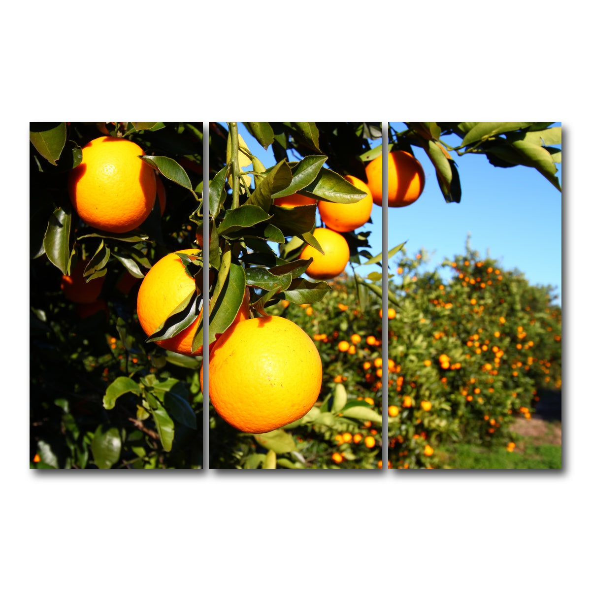 AUTO-MOCKUP WHITE | Florida Oranges | 3 Piece | Gallery Wrap Canvas | group=12x24