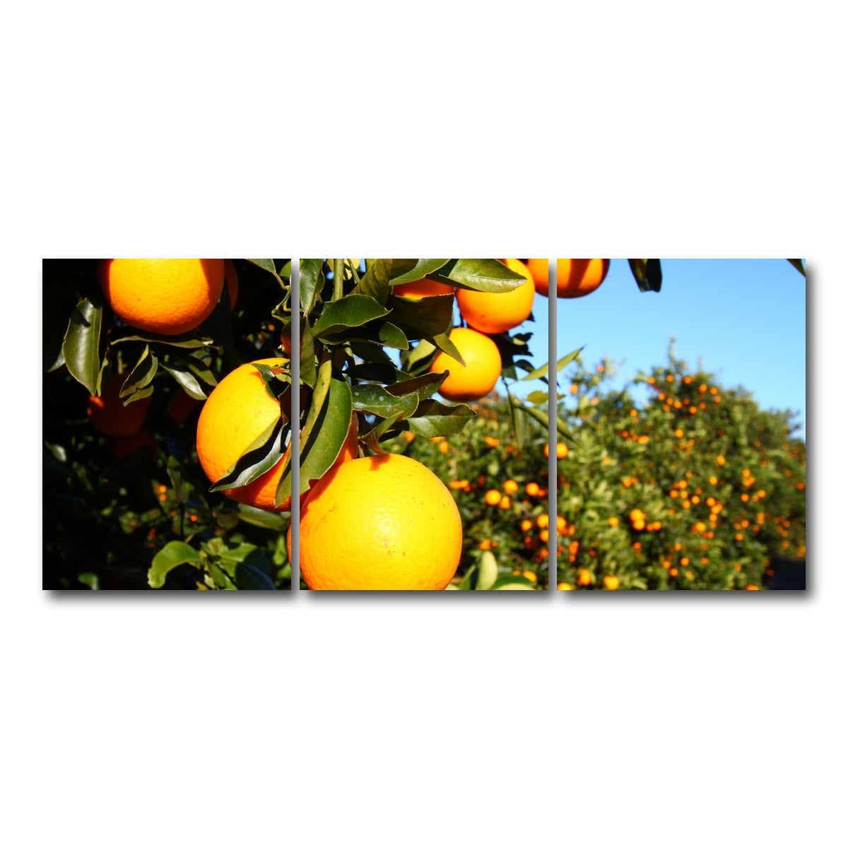 AUTO-MOCKUP WHITE | Florida Oranges | 3 Piece | Gallery Wrap Canvas | group=18x24