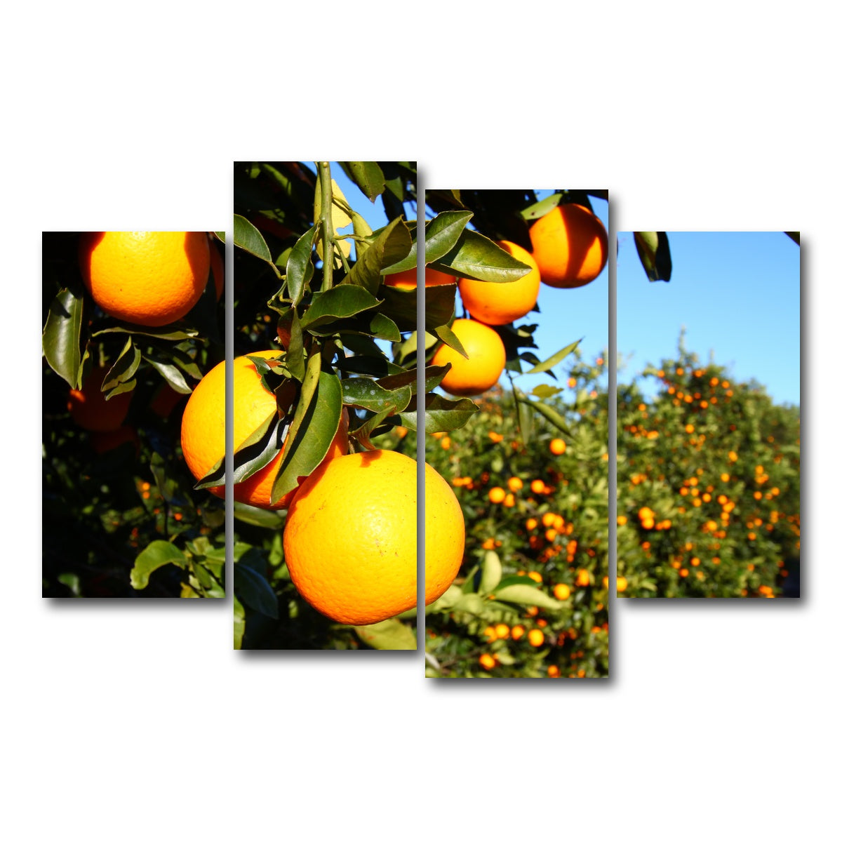 AUTO-MOCKUP WHITE | Florida Oranges | 4 Piece | Gallery Wrap Canvas | group=4_short
