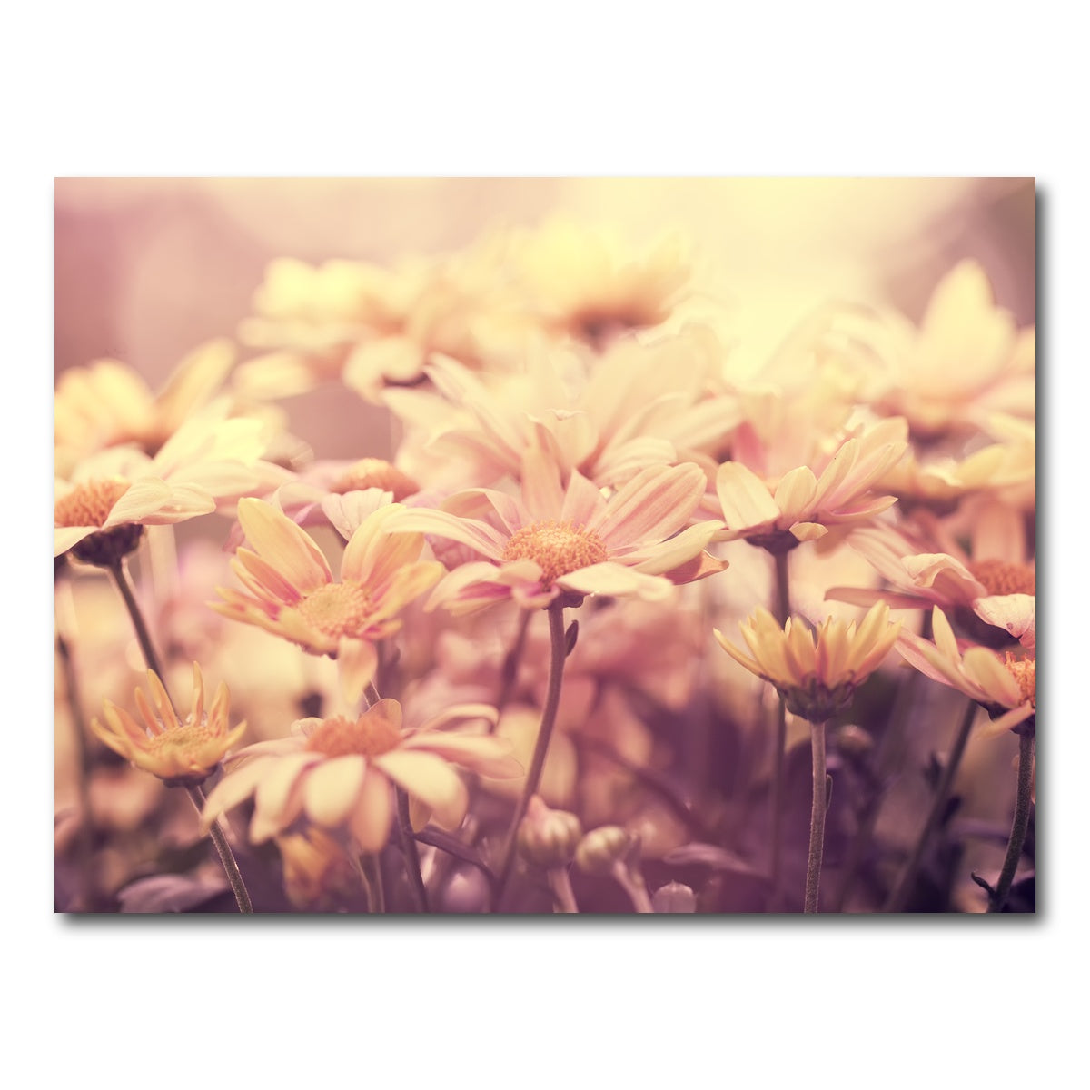 AUTO-MOCKUP WHITE | Flowers at Sunset | 1 Piece | Gallery Wrap Canvas | group=4x3