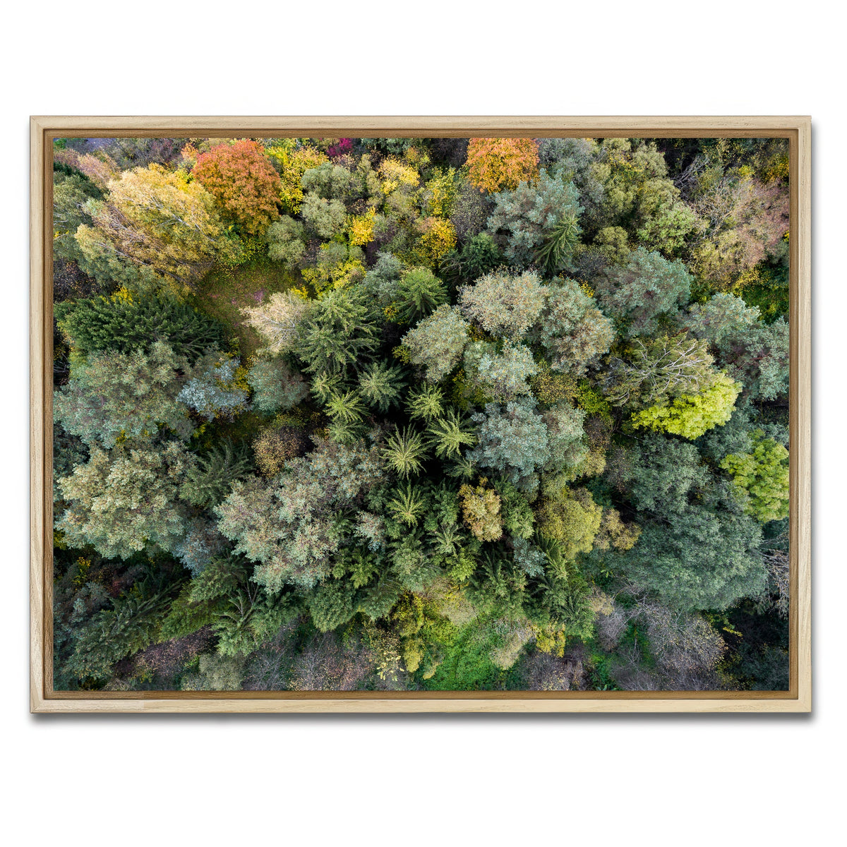 AUTO-MOCKUP WHITE | Forest From Above | 1 Piece | Natural Framed Canvas | group=4x3