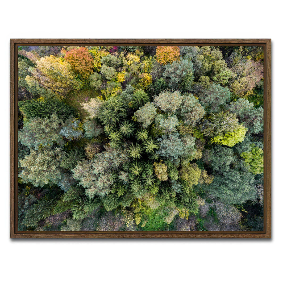 AUTO-MOCKUP WHITE | Forest From Above | 1 Piece | Walnut Framed Canvas | group=4x3