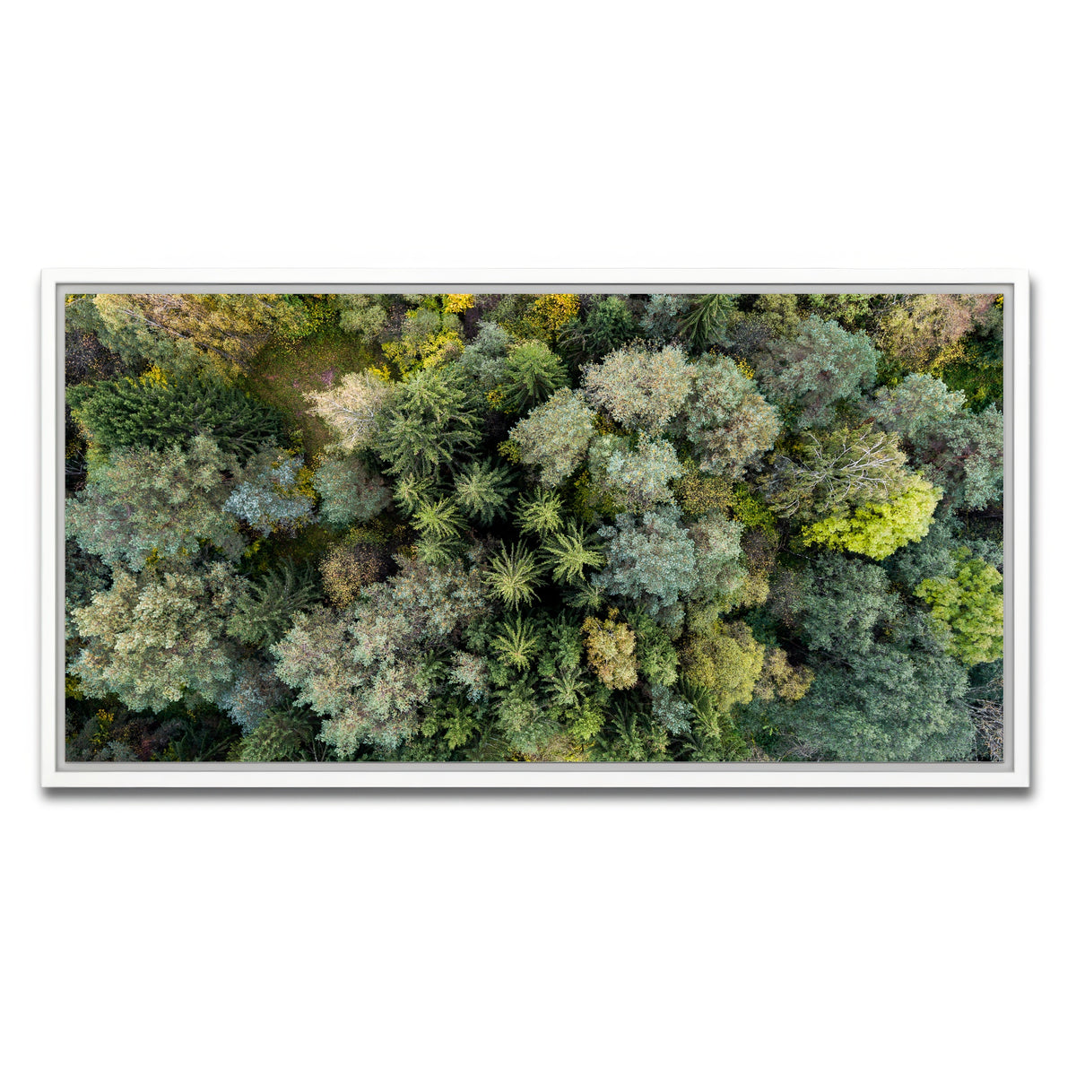 AUTO-MOCKUP WHITE | Forest From Above | 1 Piece | White Framed Canvas | group=2x1