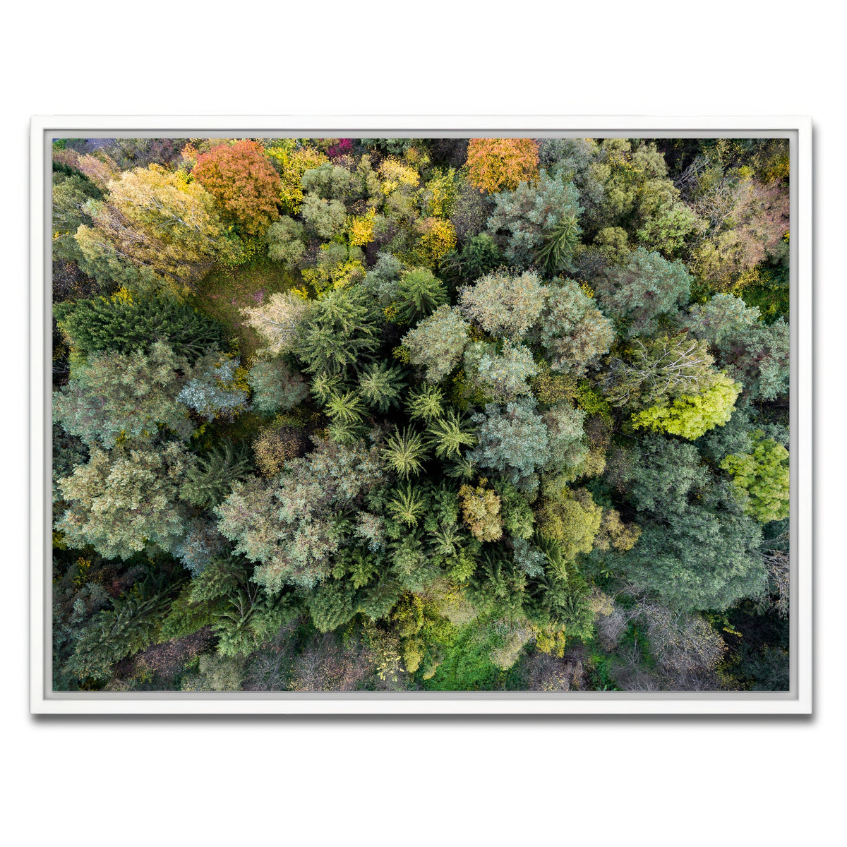 AUTO-MOCKUP WHITE | Forest From Above | 1 Piece | White Framed Canvas | group=4x3