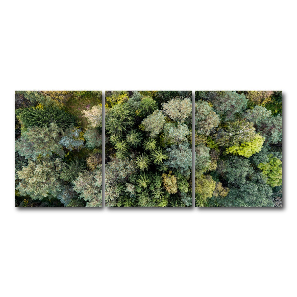 AUTO-MOCKUP WHITE | Forest From Above | 3 Piece | Gallery Wrap Canvas | group=18x24