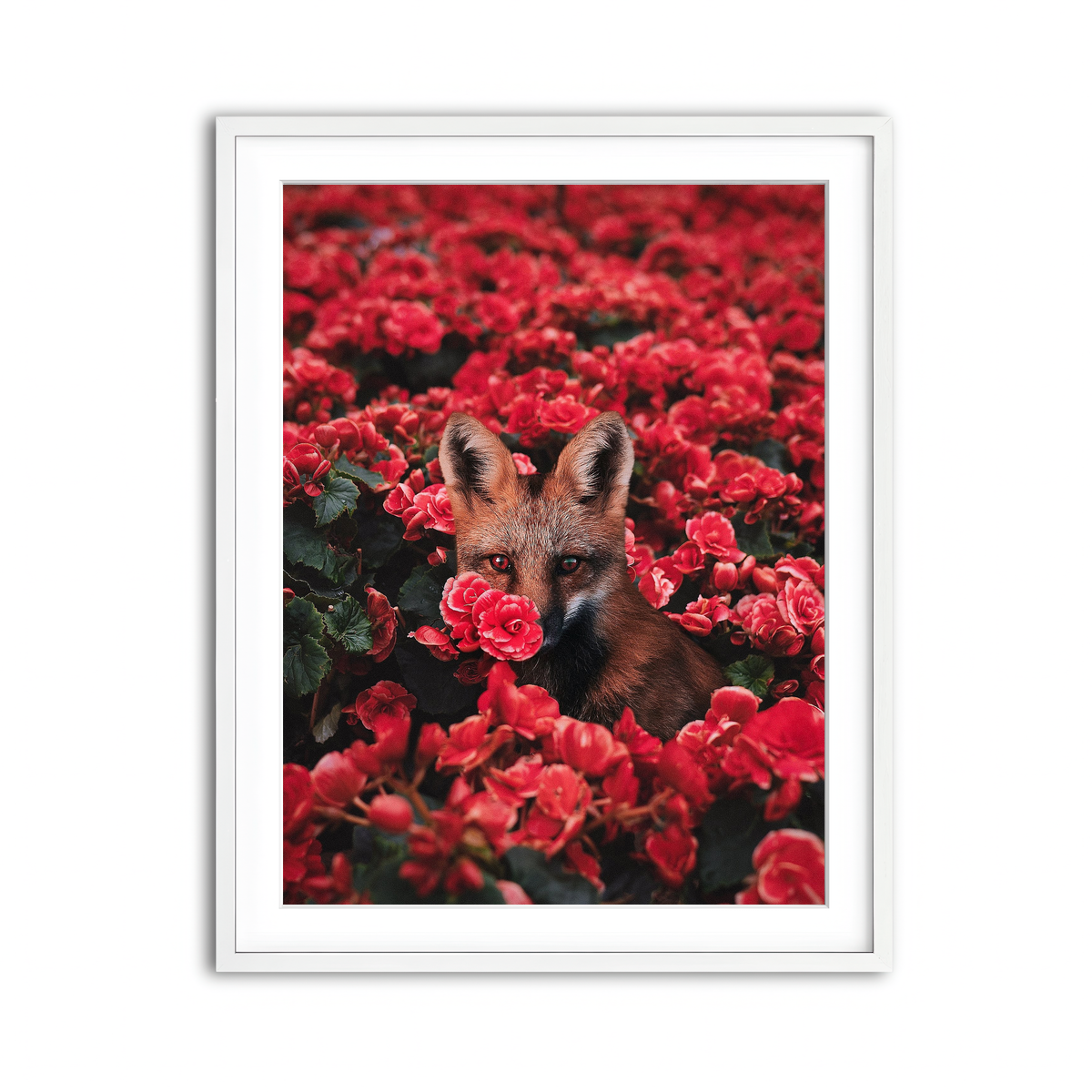 Framed Print 3x4 White